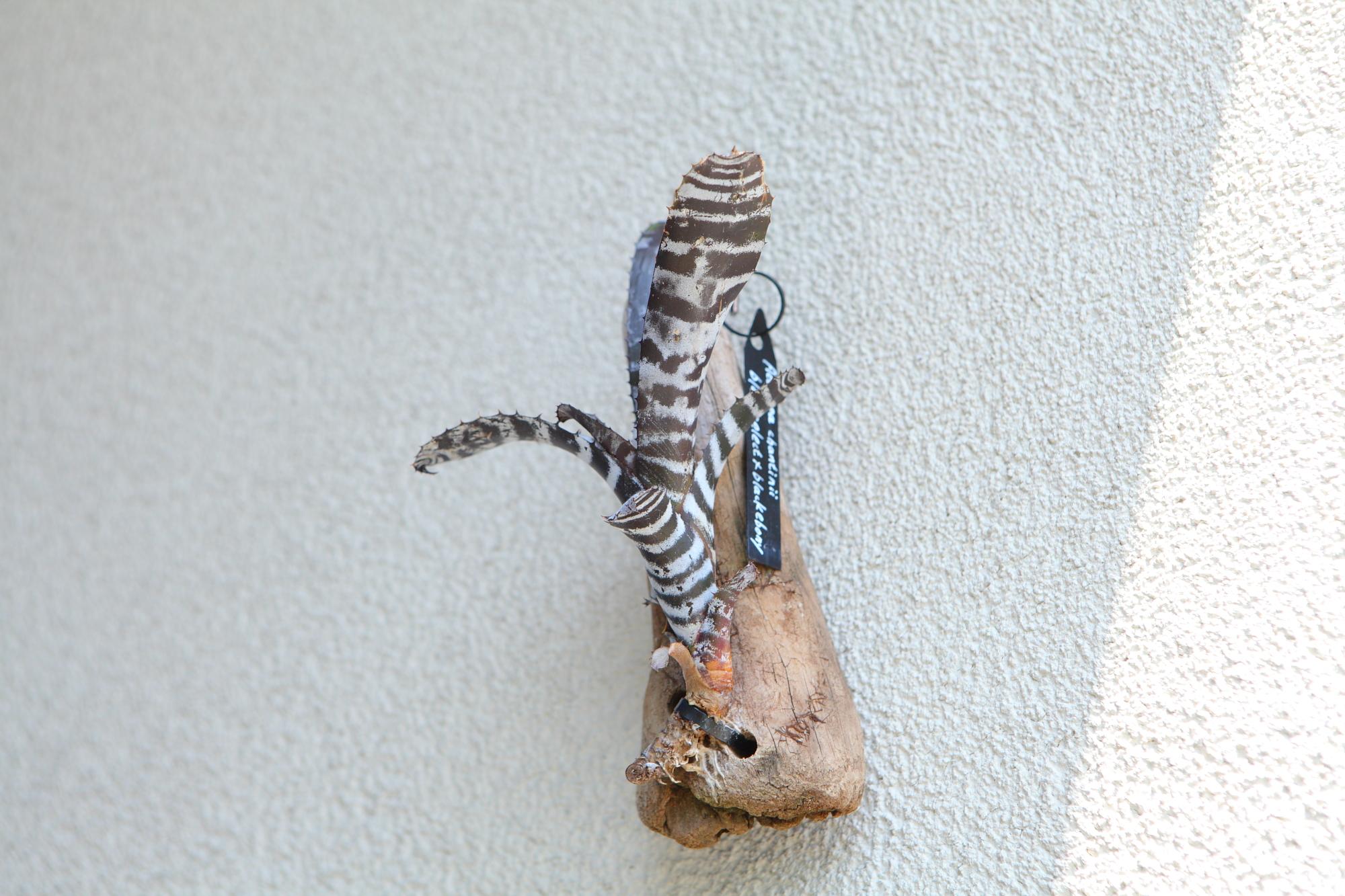 【Aechmeachantinii  BlackSelect×BlackEbony】エクメアチャンティニーNo.G101 | 10枚目