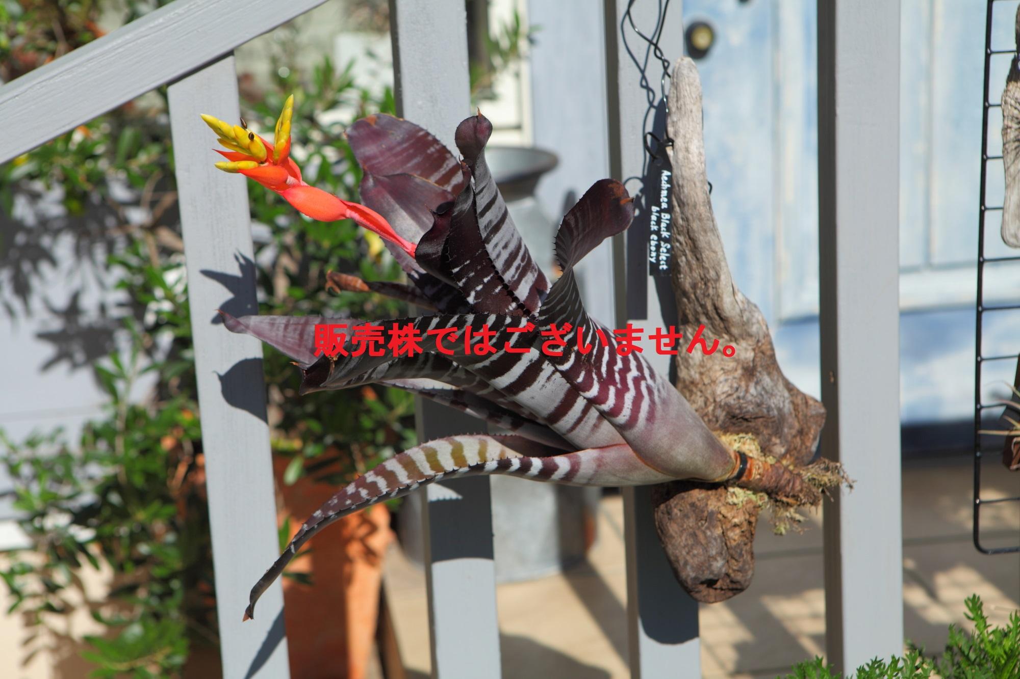 【Aechmeachantinii  BlackSelect×BlackEbony】エクメアチャンティニーNo.G101 | 12枚目