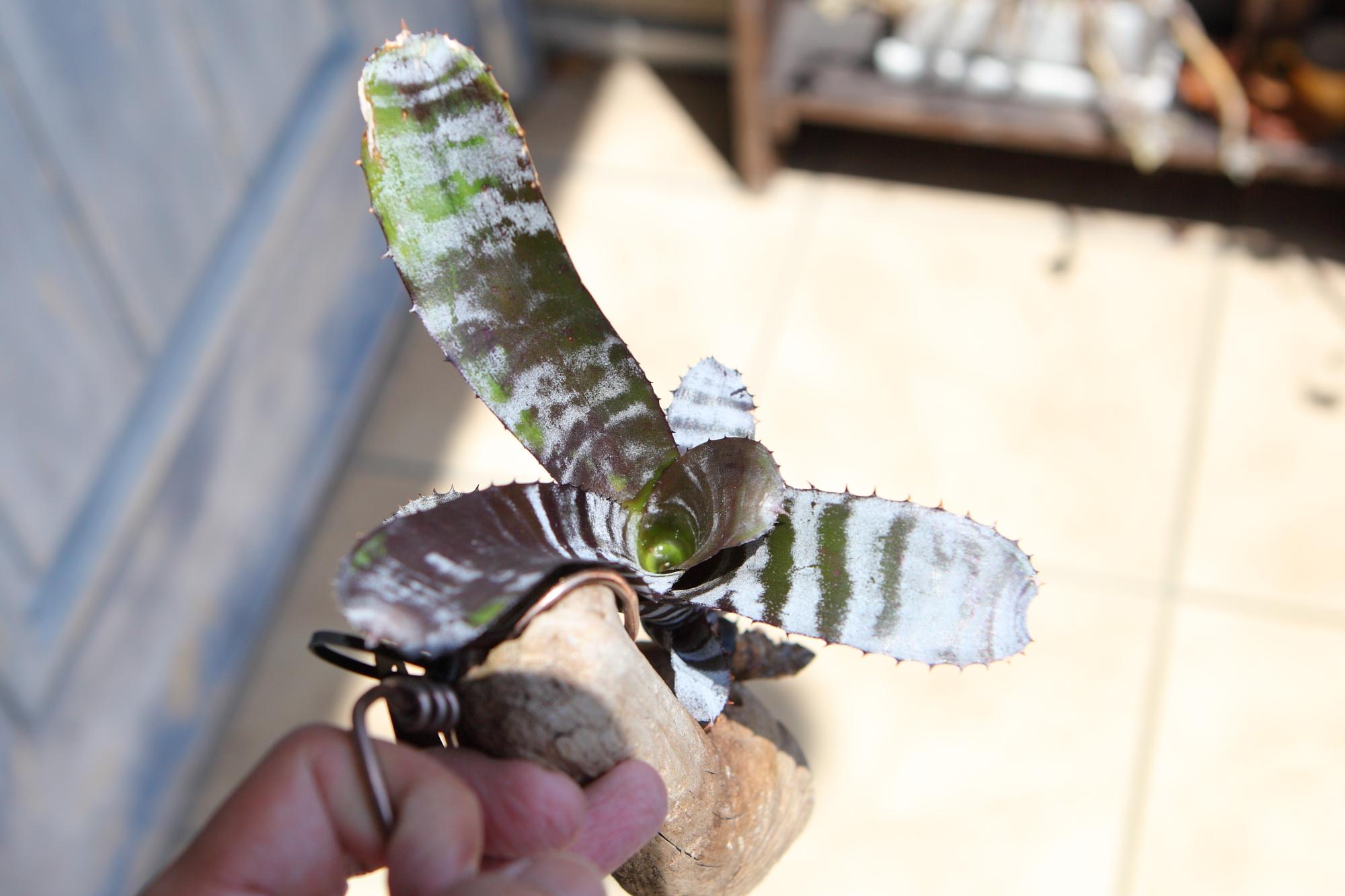 【Aechmeachantinii  BlackSelect×BlackEbony】エクメアチャンティニーNo.G101 | 2枚目