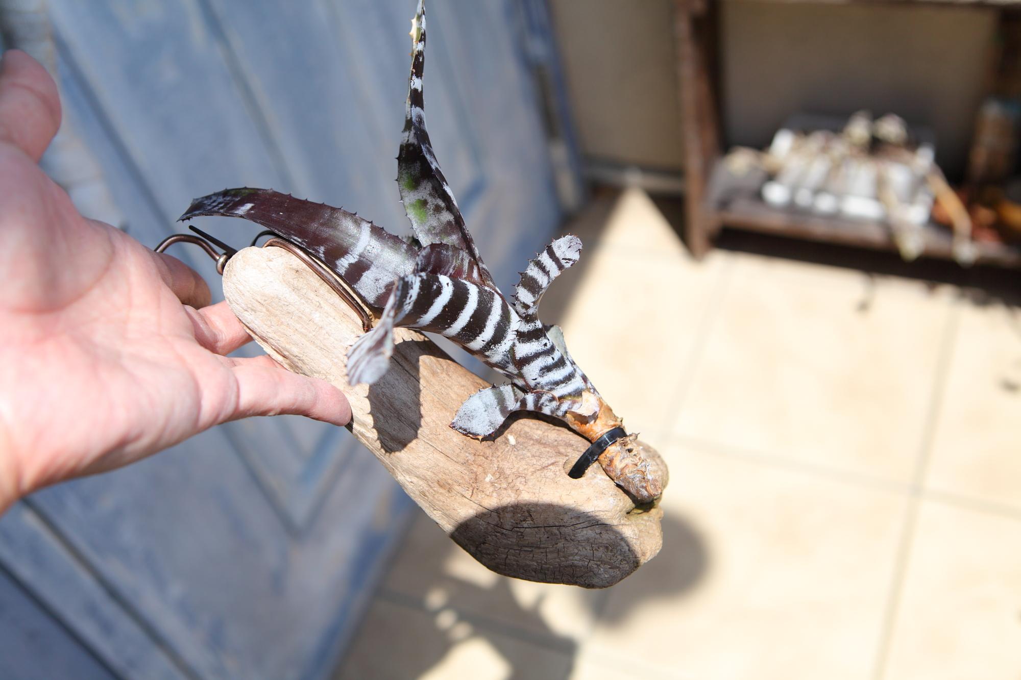 【Aechmeachantinii  BlackSelect×BlackEbony】エクメアチャンティニーNo.G101 | 3枚目