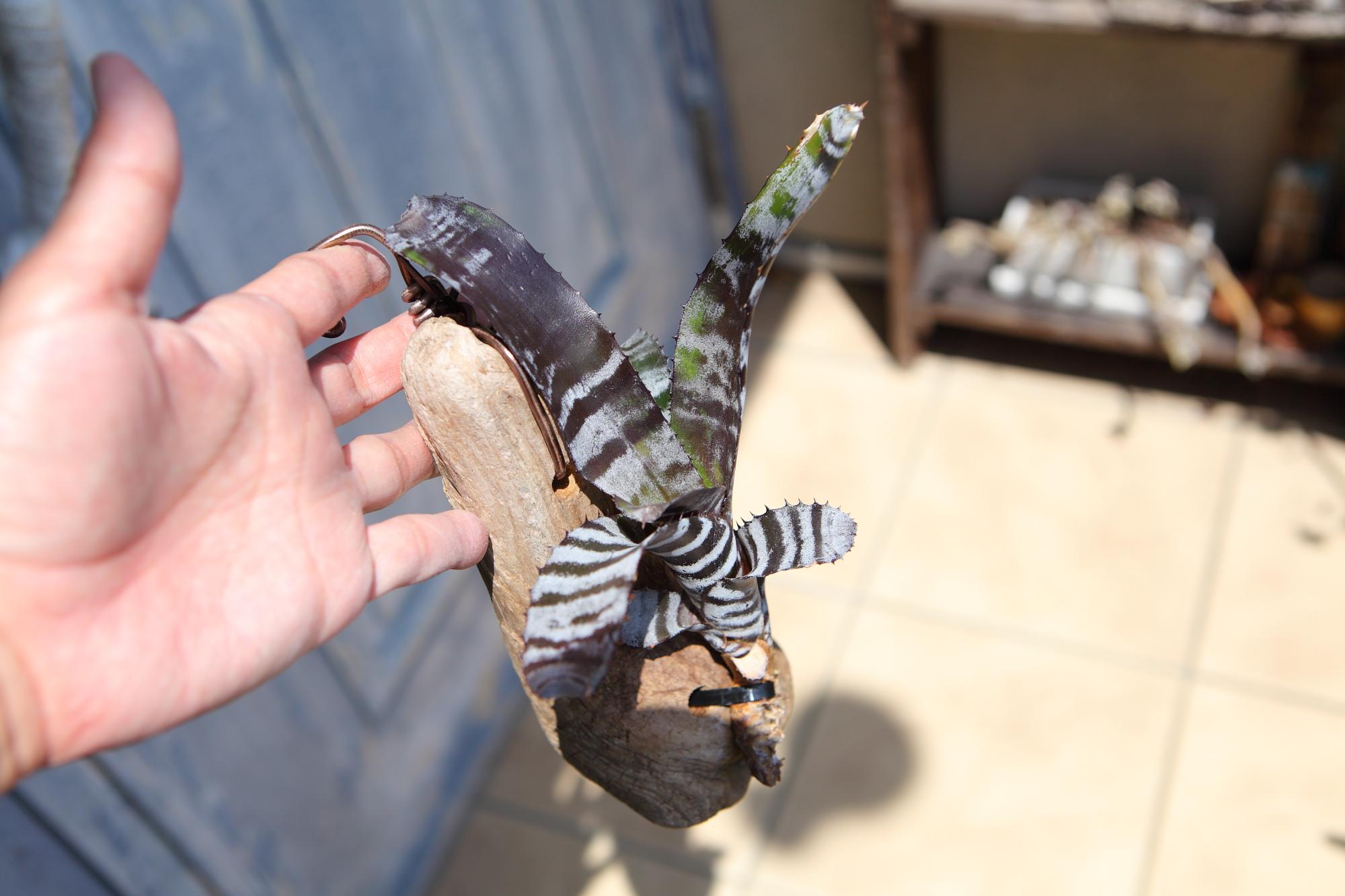 【Aechmeachantinii  BlackSelect×BlackEbony】エクメアチャンティニーNo.G101 | 4枚目