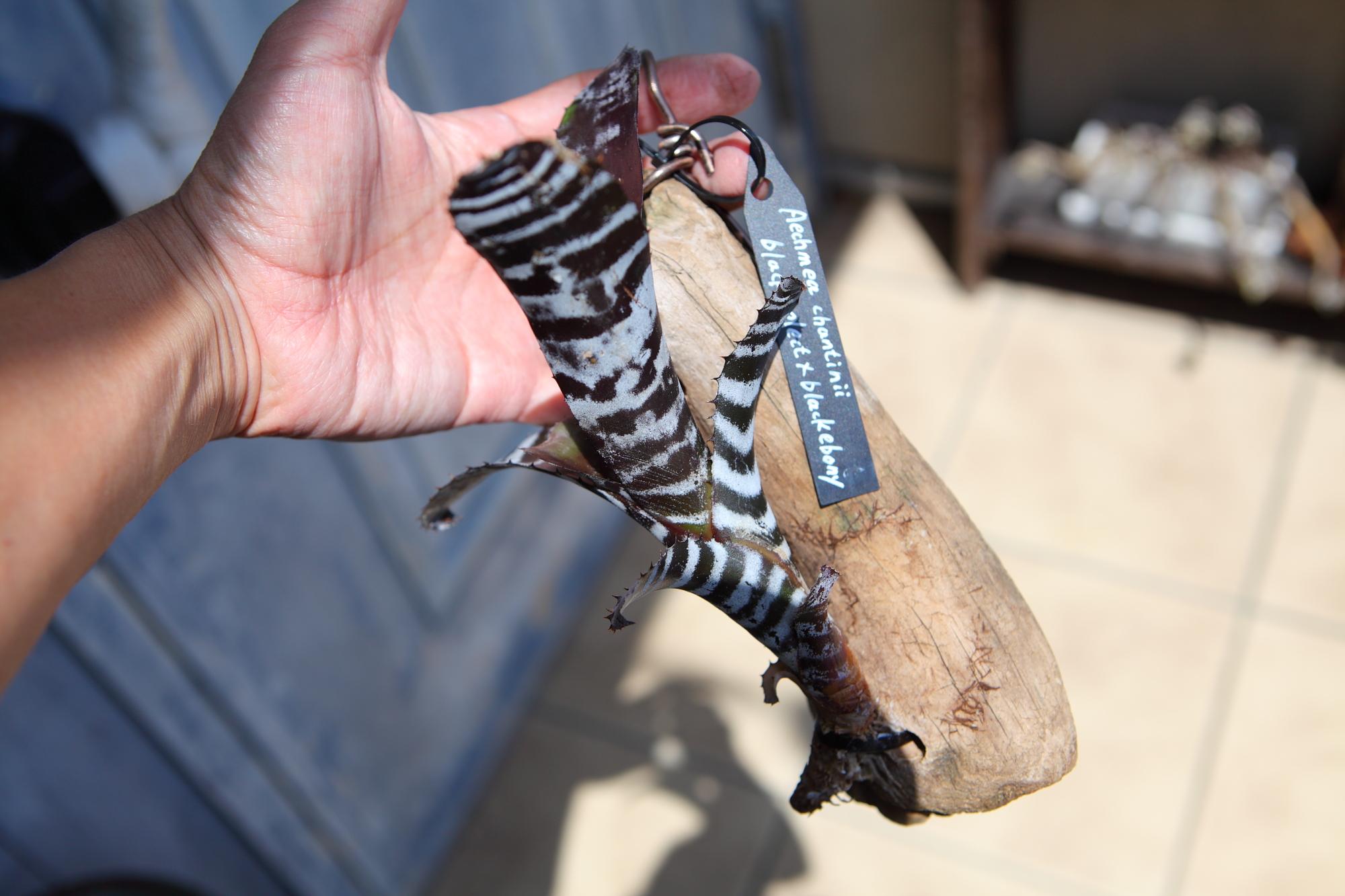 【Aechmeachantinii  BlackSelect×BlackEbony】エクメアチャンティニーNo.G101 | 5枚目