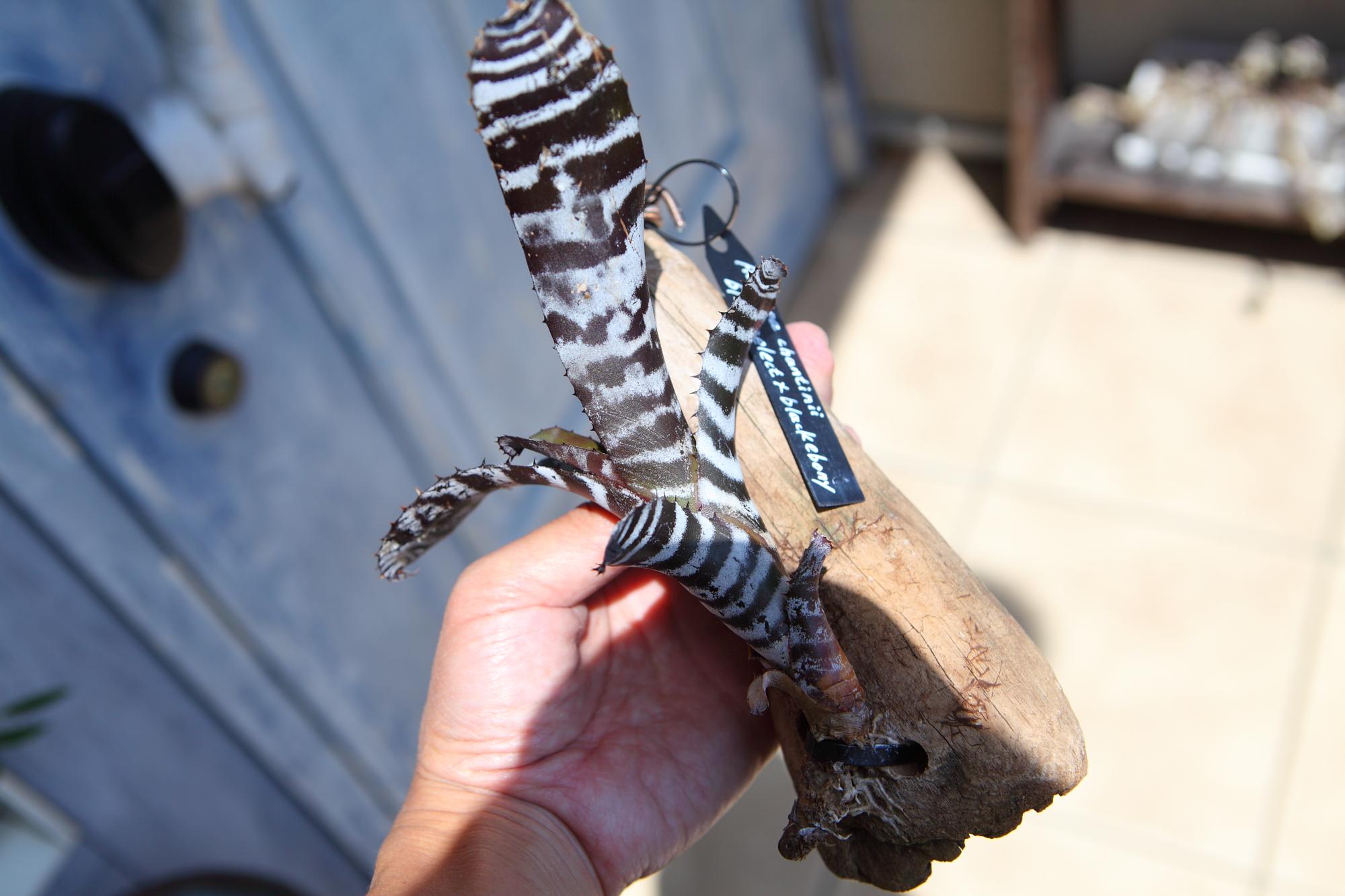 【Aechmeachantinii  BlackSelect×BlackEbony】エクメアチャンティニーNo.G101 | 6枚目