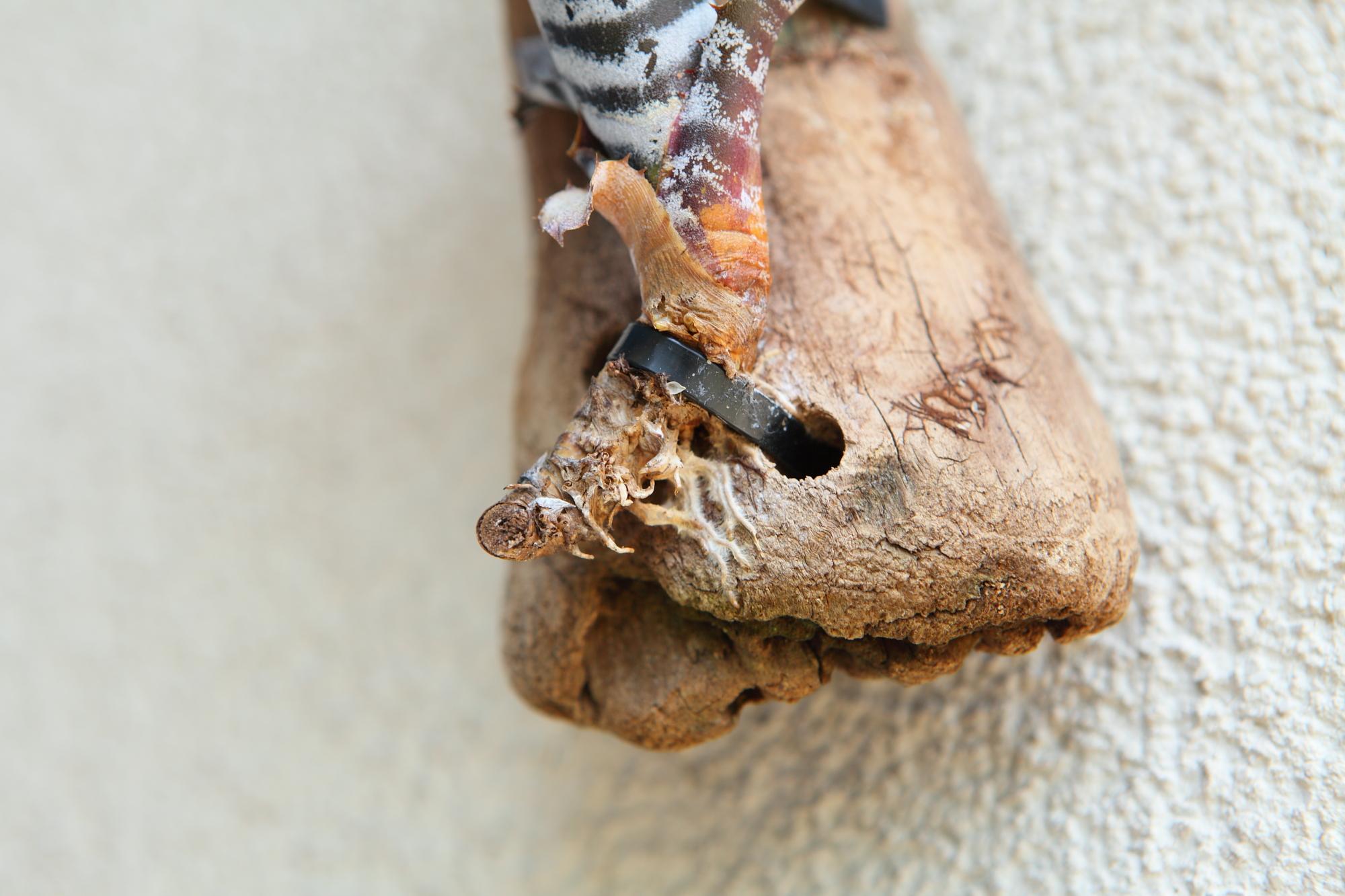 【Aechmeachantinii  BlackSelect×BlackEbony】エクメアチャンティニーNo.G101 | 7枚目