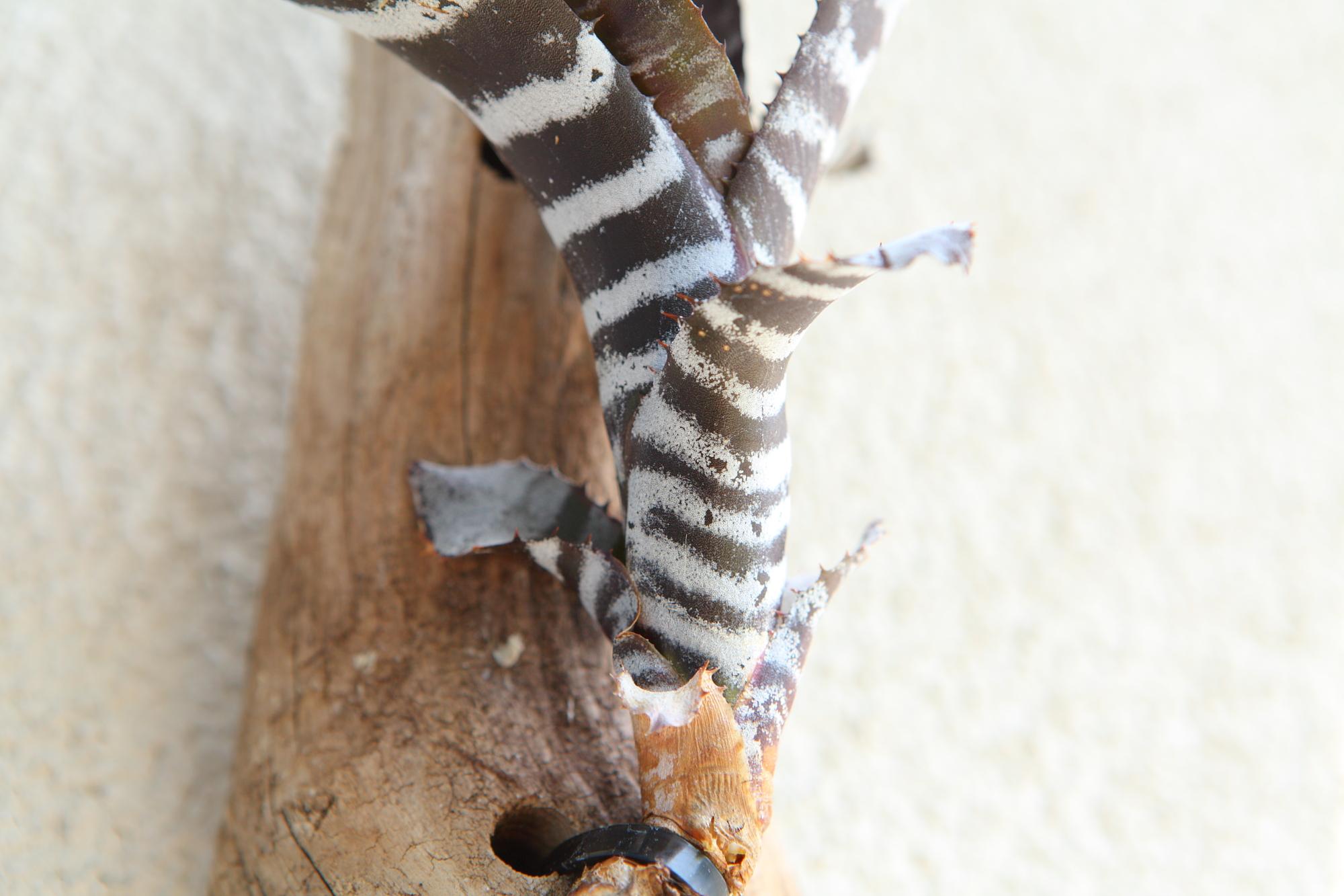 【Aechmeachantinii  BlackSelect×BlackEbony】エクメアチャンティニーNo.G101 | 8枚目