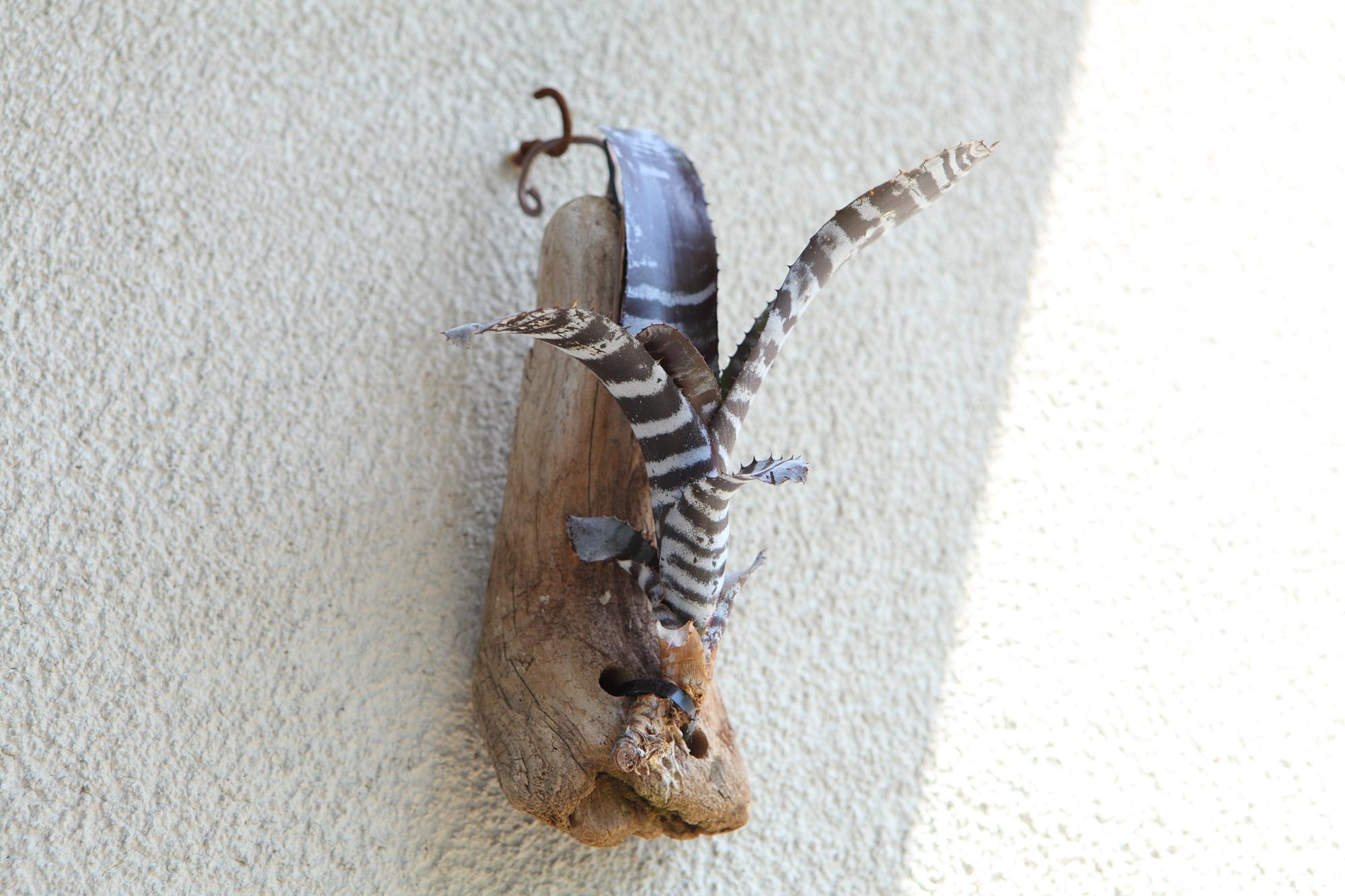 【Aechmeachantinii  BlackSelect×BlackEbony】エクメアチャンティニーNo.G101 | 9枚目