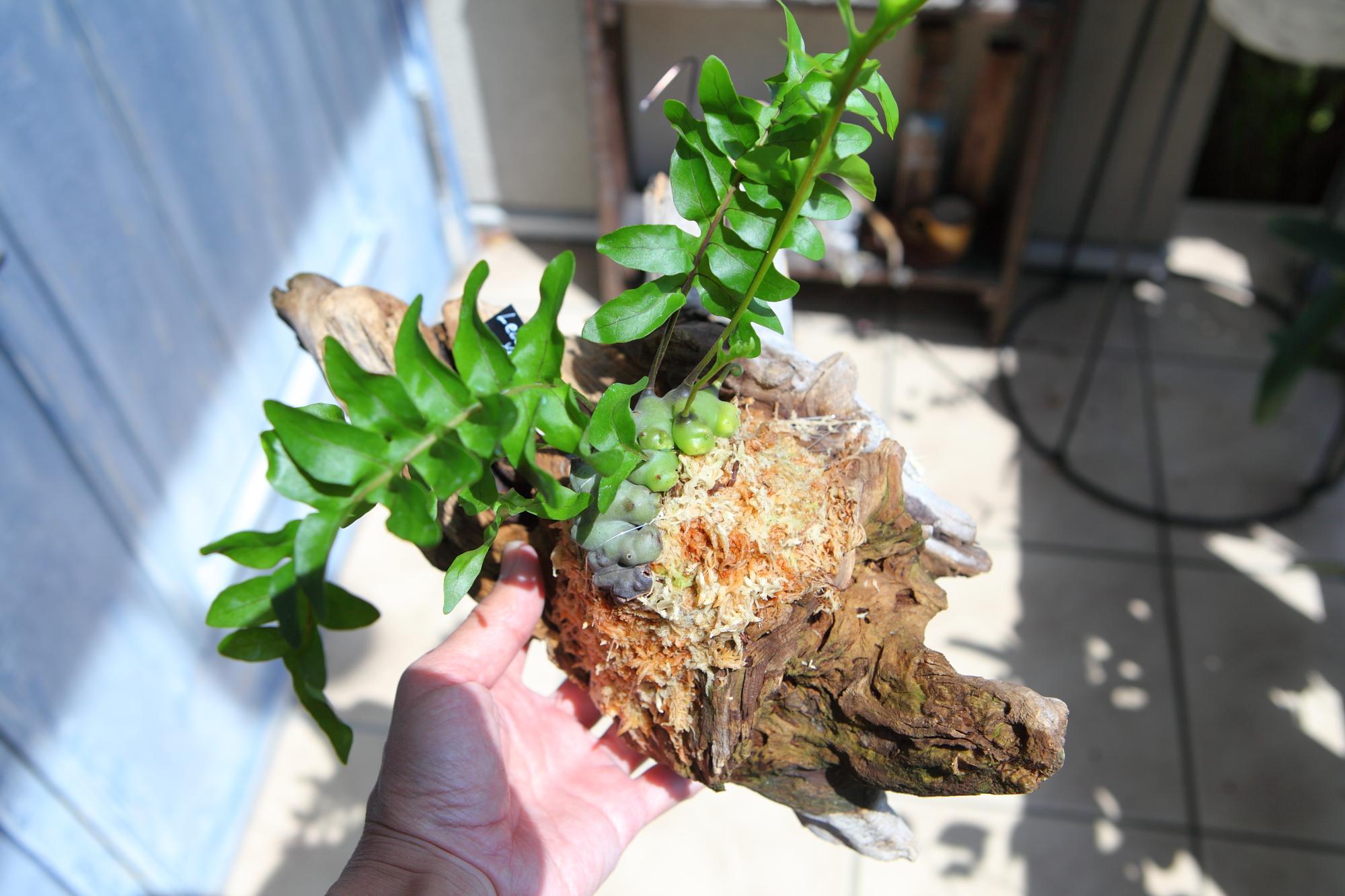 【 Lecanopteris sp. ‘Yellow Tip’】レカノプテリス・イエローチップ　No.J1011枚目の画像