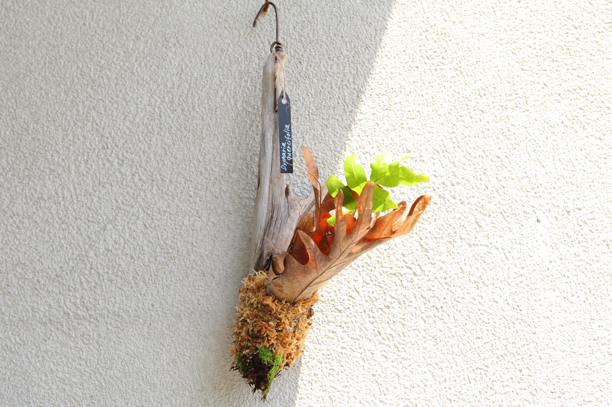 ドリナリア クエルシフォリア 【Drynaria quercifolia 】No.E102