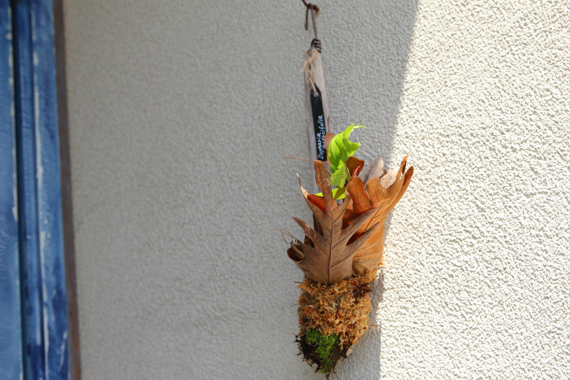 ドリナリア クエルシフォリア 【Drynaria quercifolia 】No.E102 | 2枚目