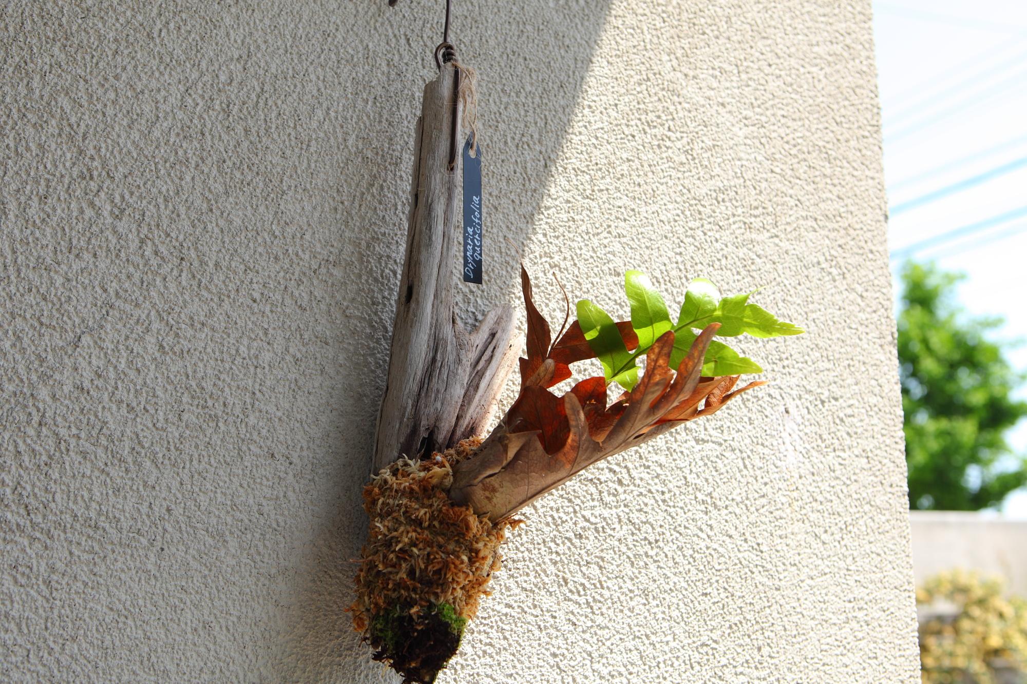 ドリナリア クエルシフォリア 【Drynaria quercifolia 】No.E102 | 3枚目