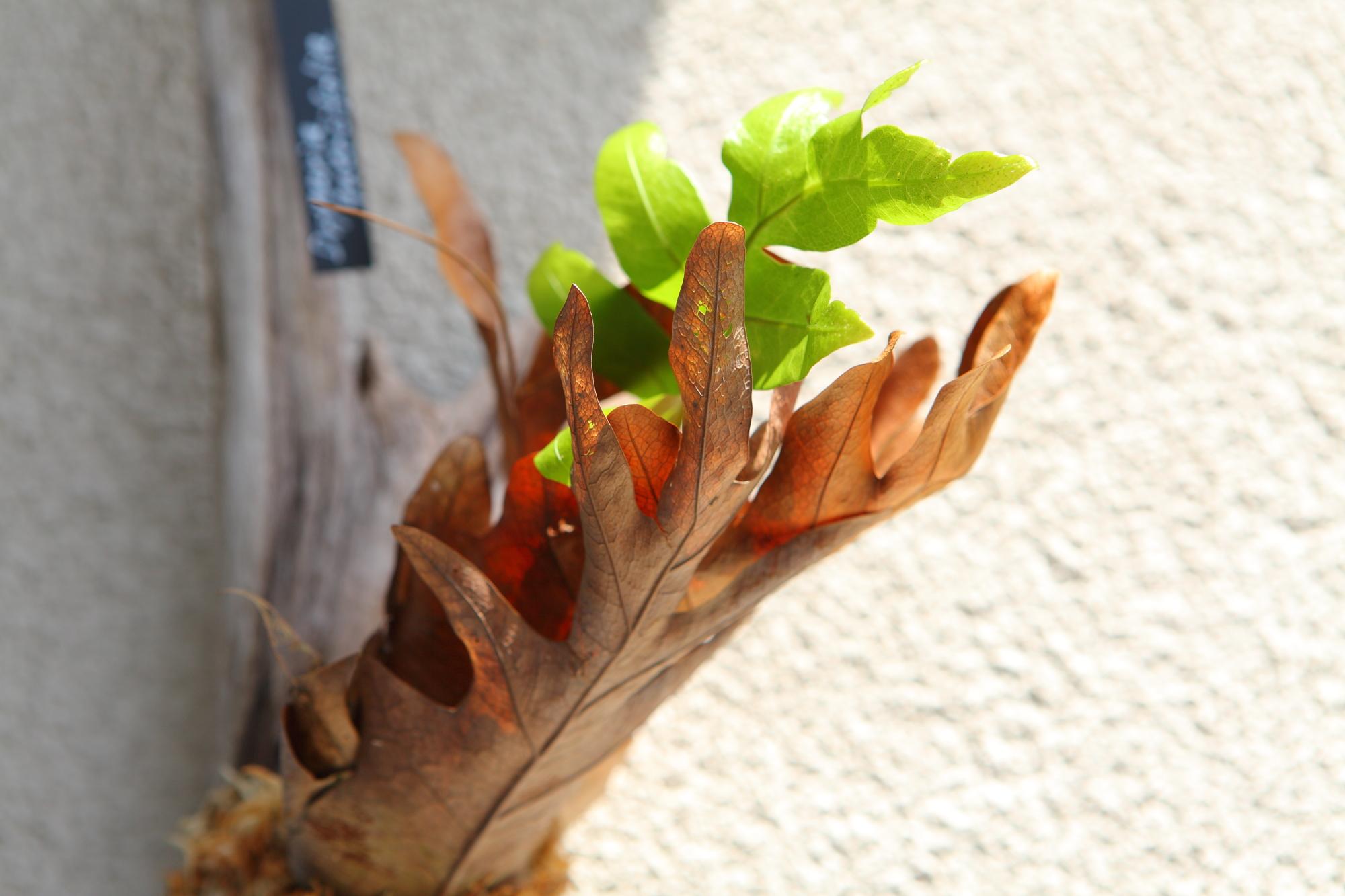 ドリナリア クエルシフォリア 【Drynaria quercifolia 】No.E102 | 4枚目