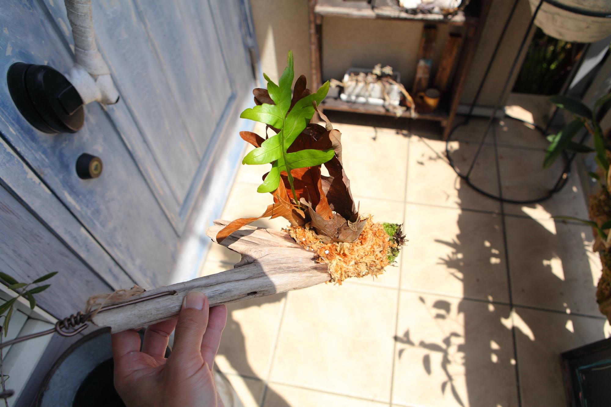 ドリナリア クエルシフォリア 【Drynaria quercifolia 】No.E102 | 6枚目