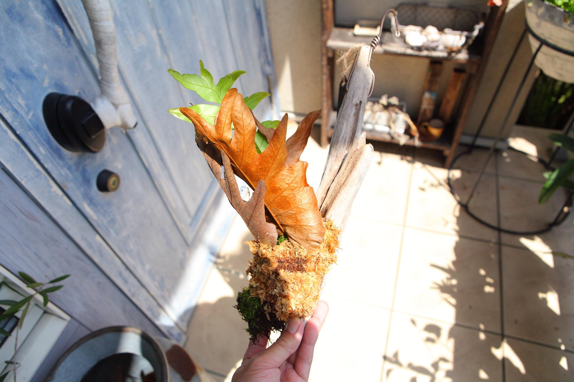 ドリナリア クエルシフォリア 【Drynaria quercifolia 】No.E102 | 7枚目