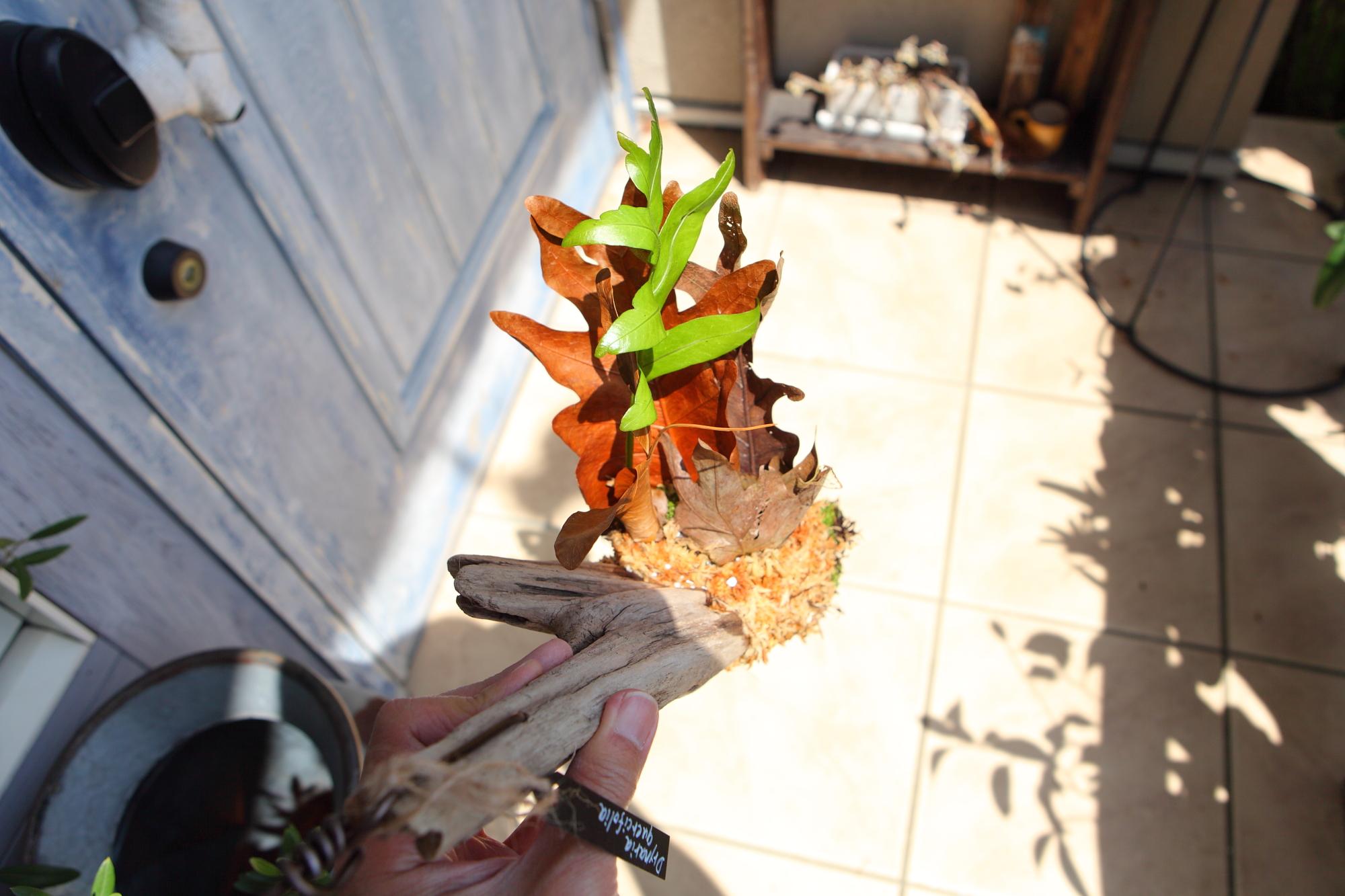 ドリナリア クエルシフォリア 【Drynaria quercifolia 】No.E102 | 8枚目