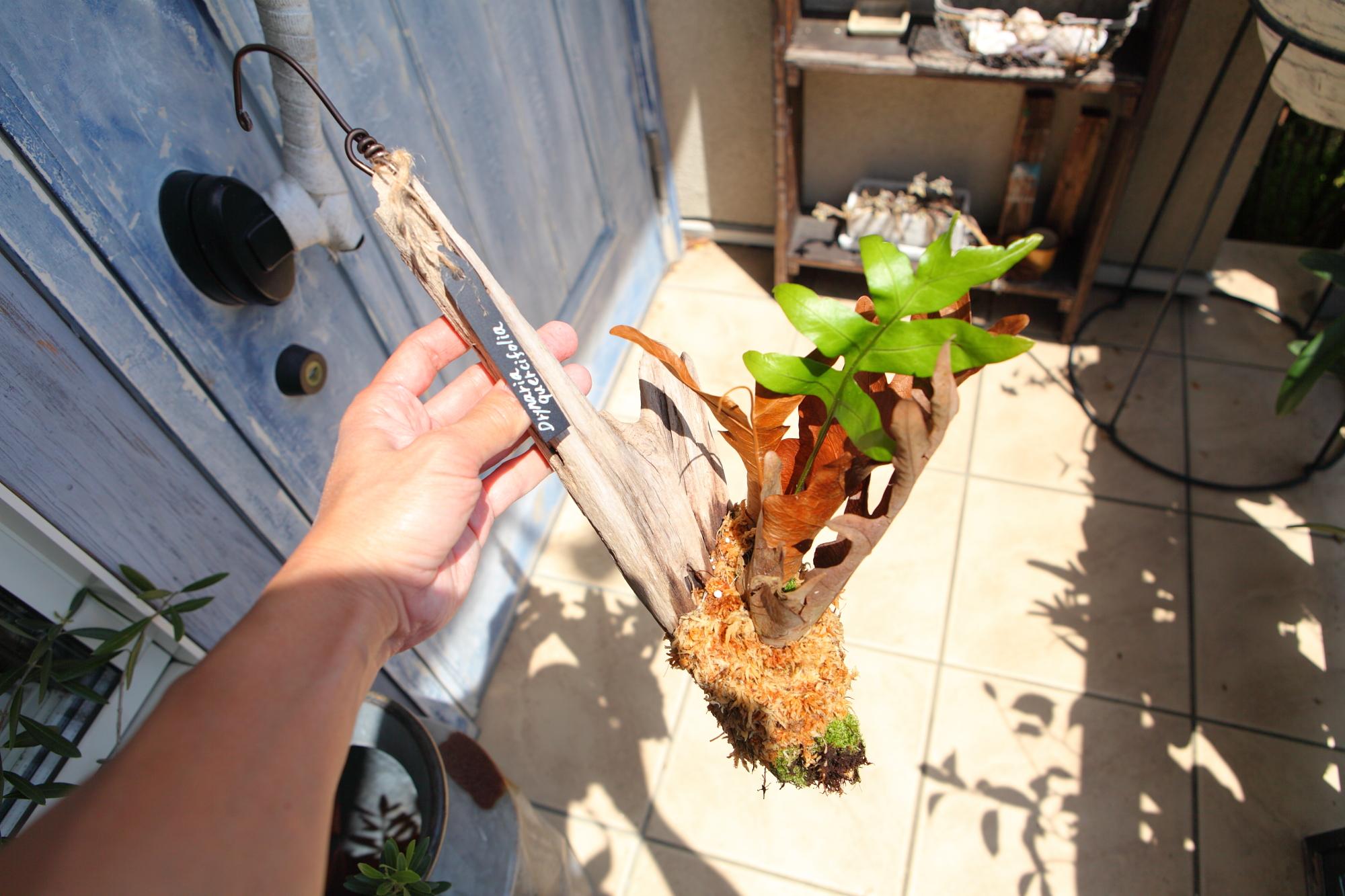 ドリナリア クエルシフォリア 【Drynaria quercifolia 】No.E102 | 9枚目