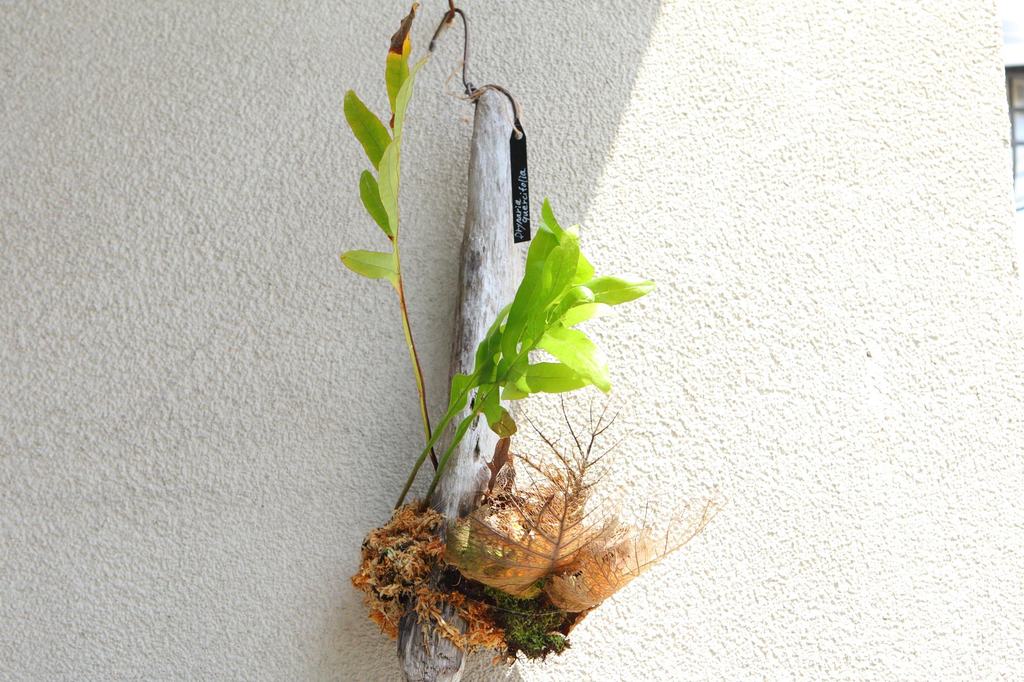 ドリナリア クエルシフォリア 【Drynaria quercifolia 】No.E1031枚目の画像