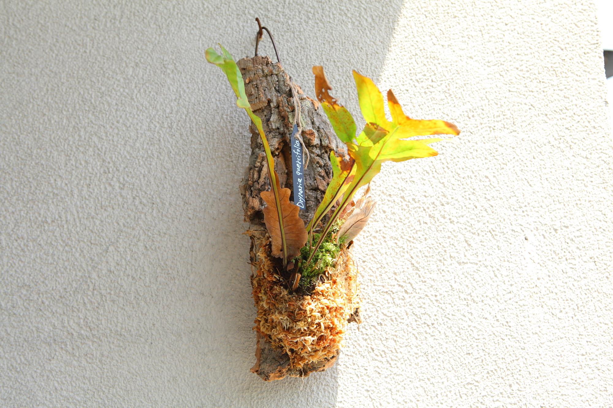 ドリナリア クエルシフォリア 【Drynaria quercifolia 】No.E1041枚目の画像