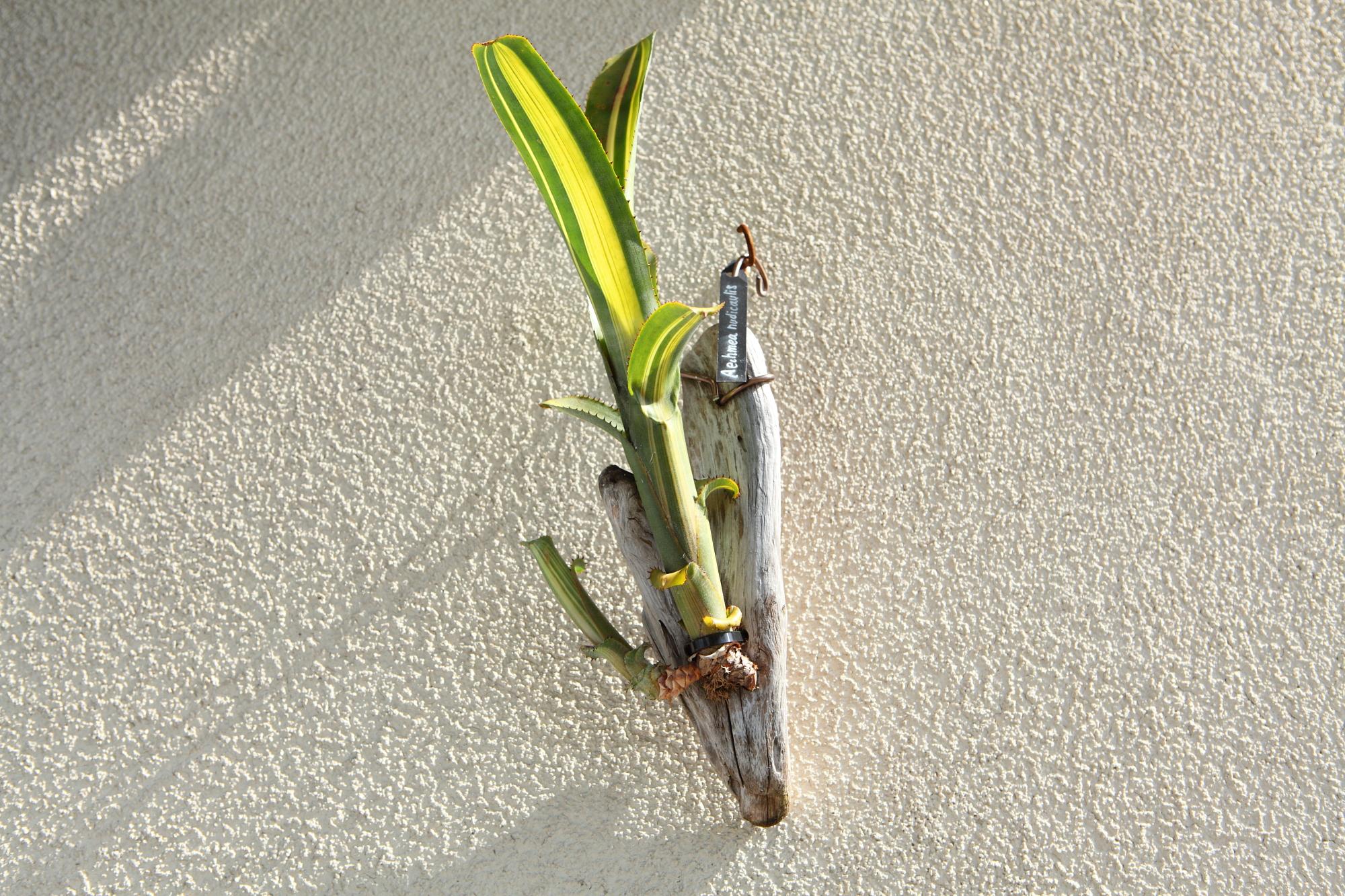 【Aechmea nudicaulis】アエクメア・ヌディカウリス　NO.G102