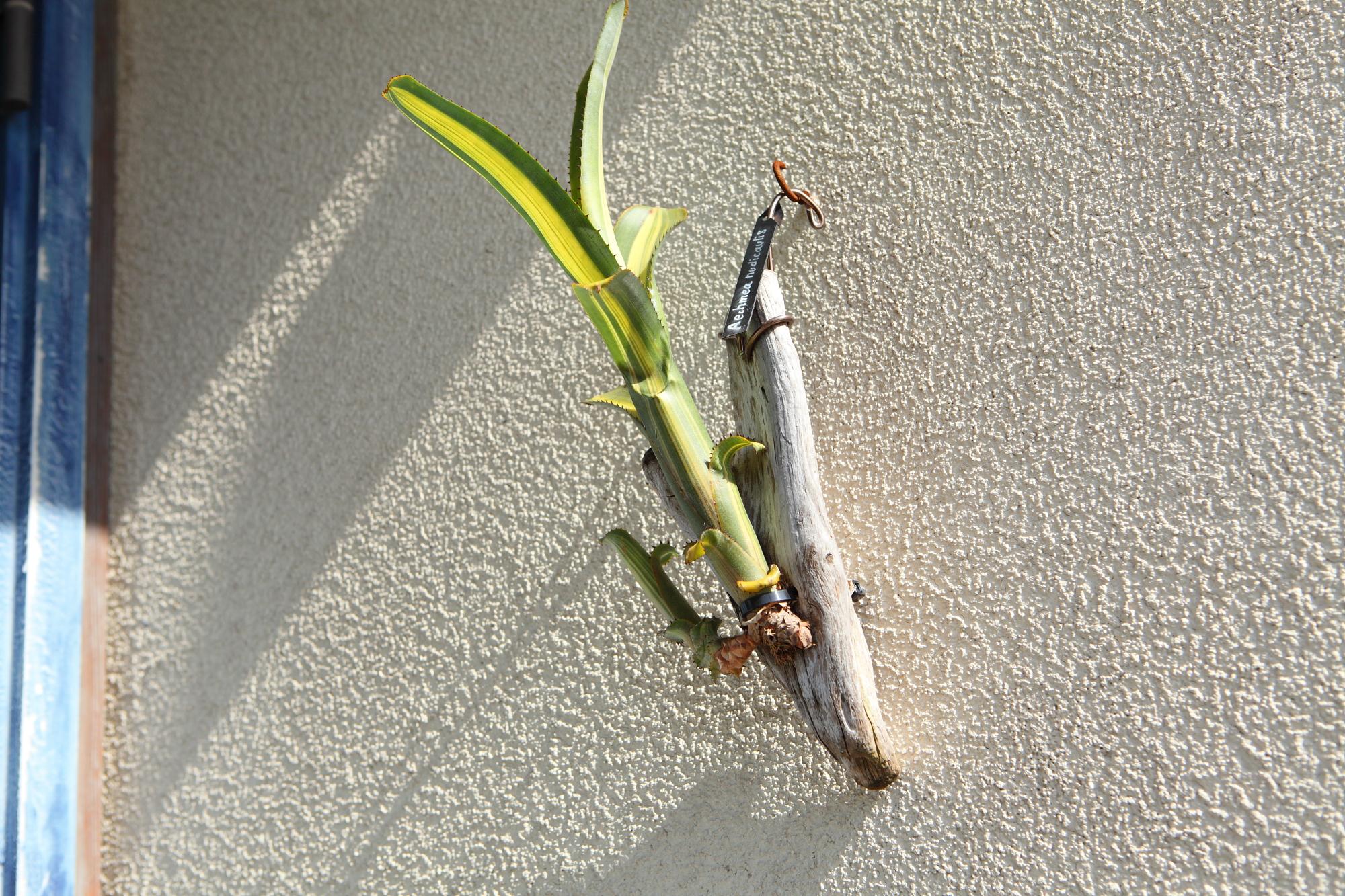 【Aechmea nudicaulis】アエクメア・ヌディカウリス　NO.G102 | 2枚目