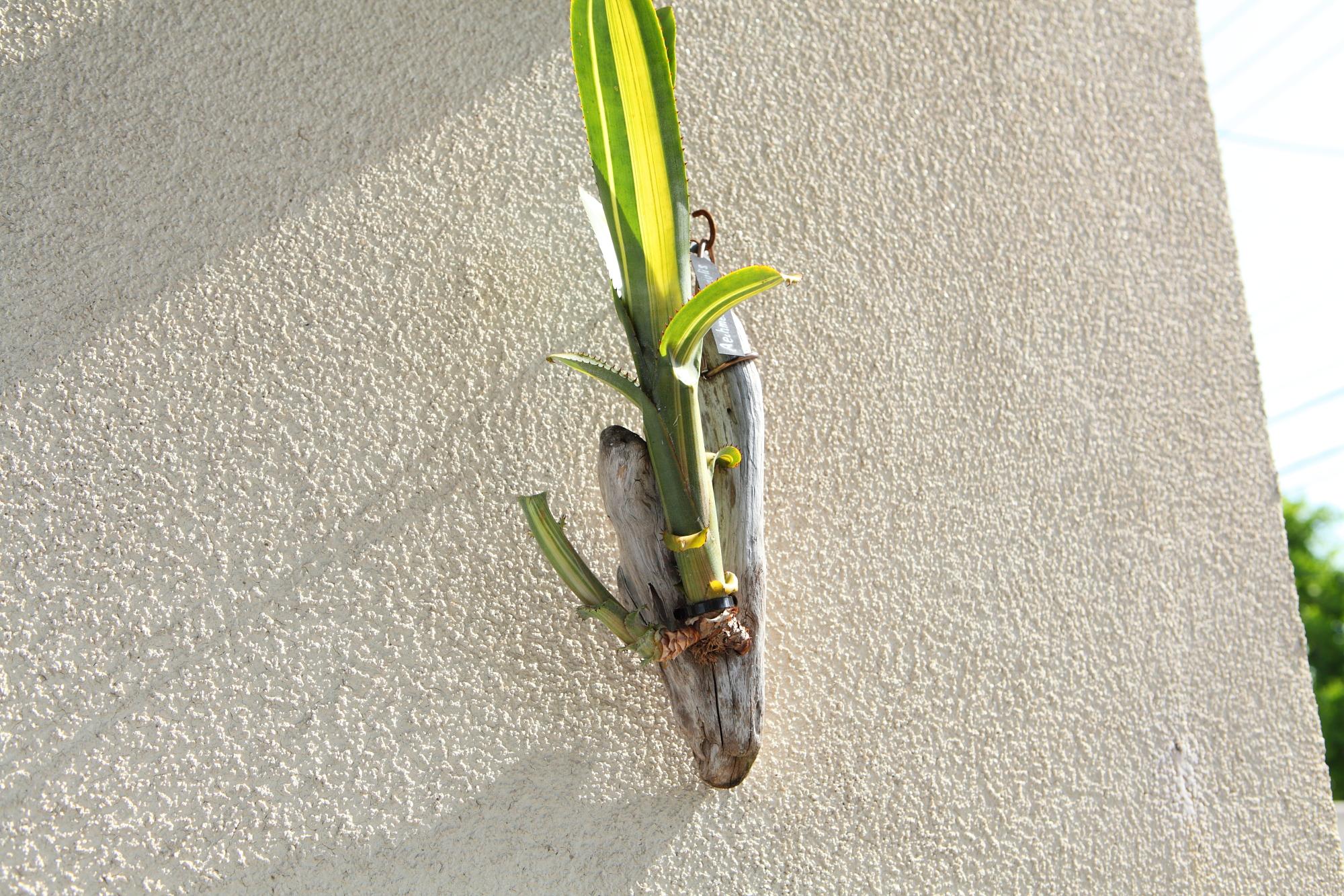 【Aechmea nudicaulis】アエクメア・ヌディカウリス　NO.G102 | 3枚目