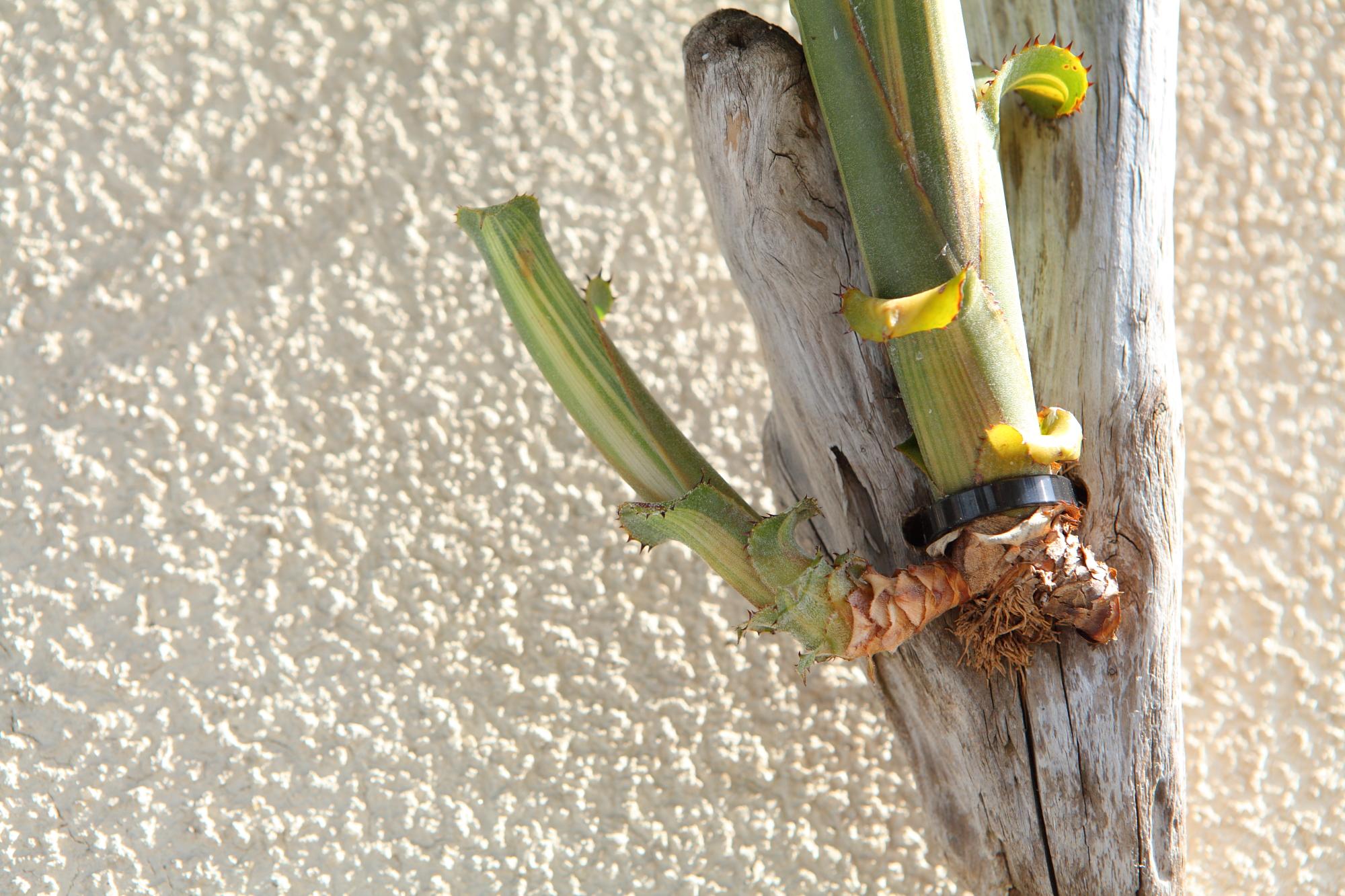 【Aechmea nudicaulis】アエクメア・ヌディカウリス　NO.G102 | 4枚目