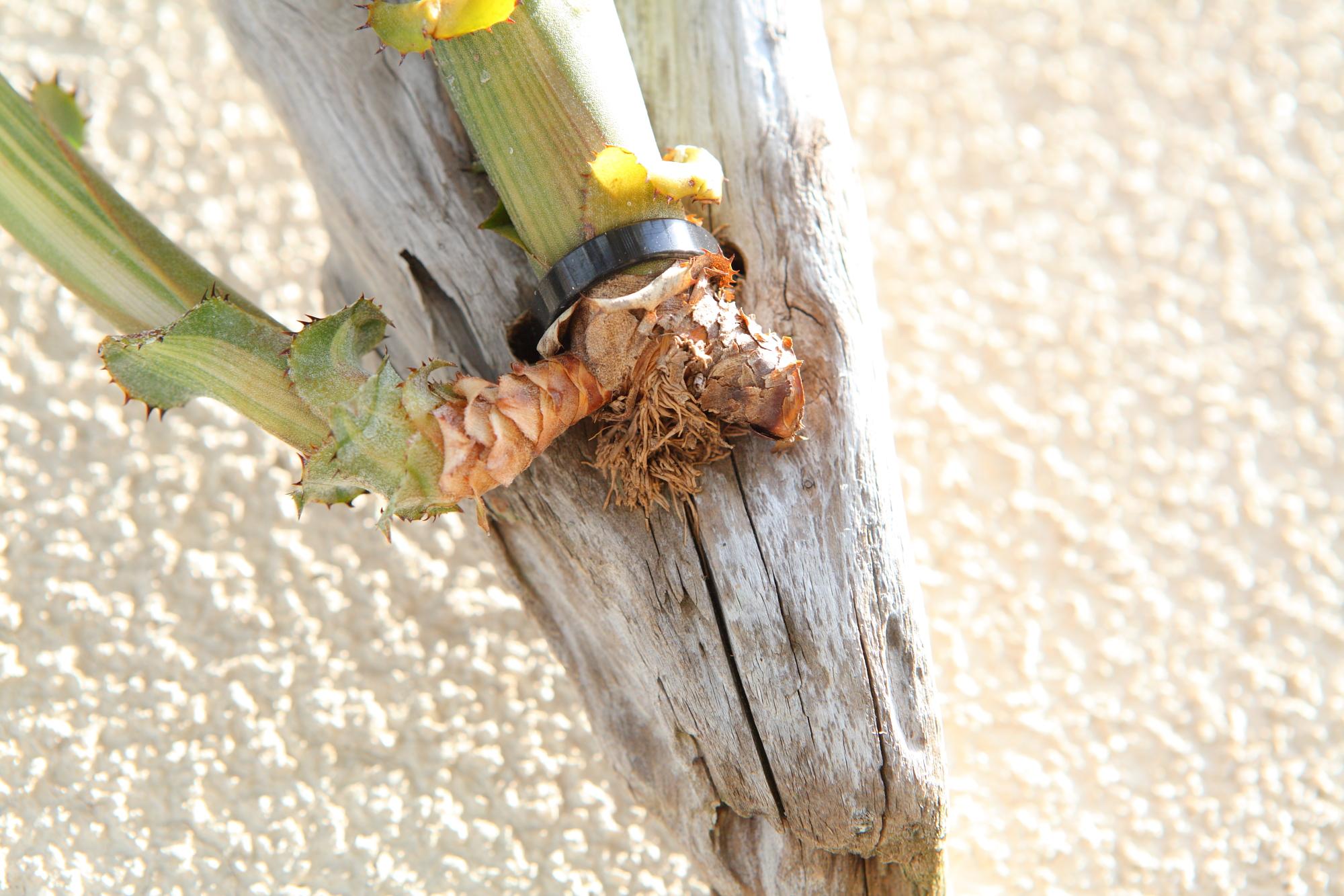 【Aechmea nudicaulis】アエクメア・ヌディカウリス　NO.G102 | 5枚目