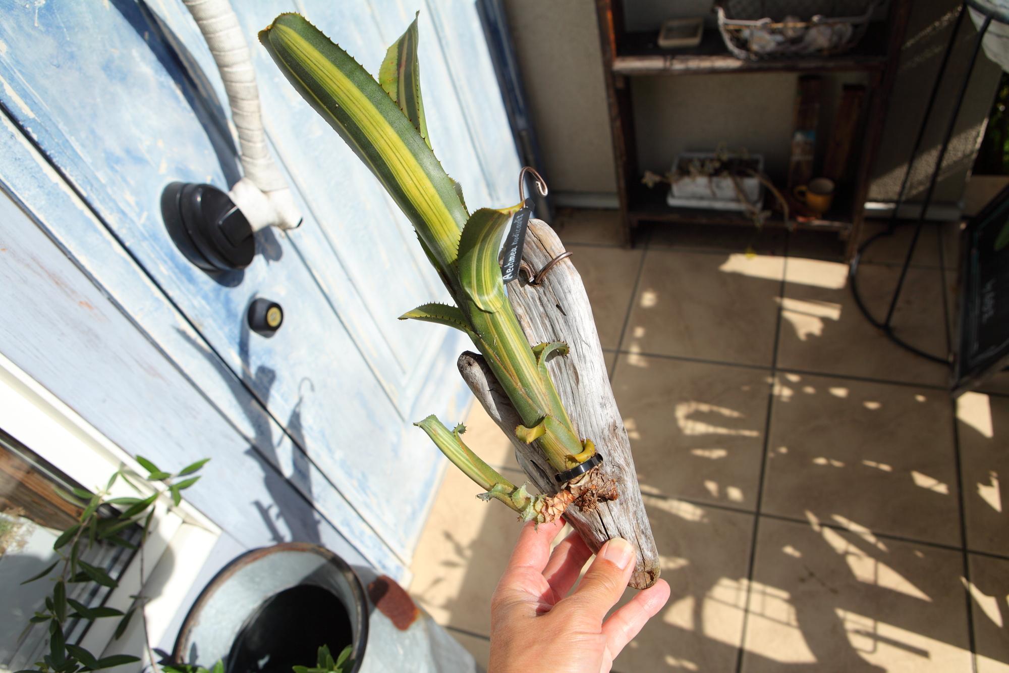 【Aechmea nudicaulis】アエクメア・ヌディカウリス　NO.G102 | 7枚目