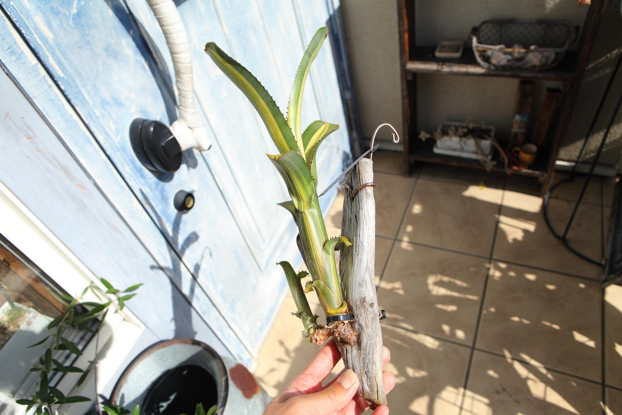 【Aechmea nudicaulis】アエクメア・ヌディカウリス　NO.G102 | 8枚目