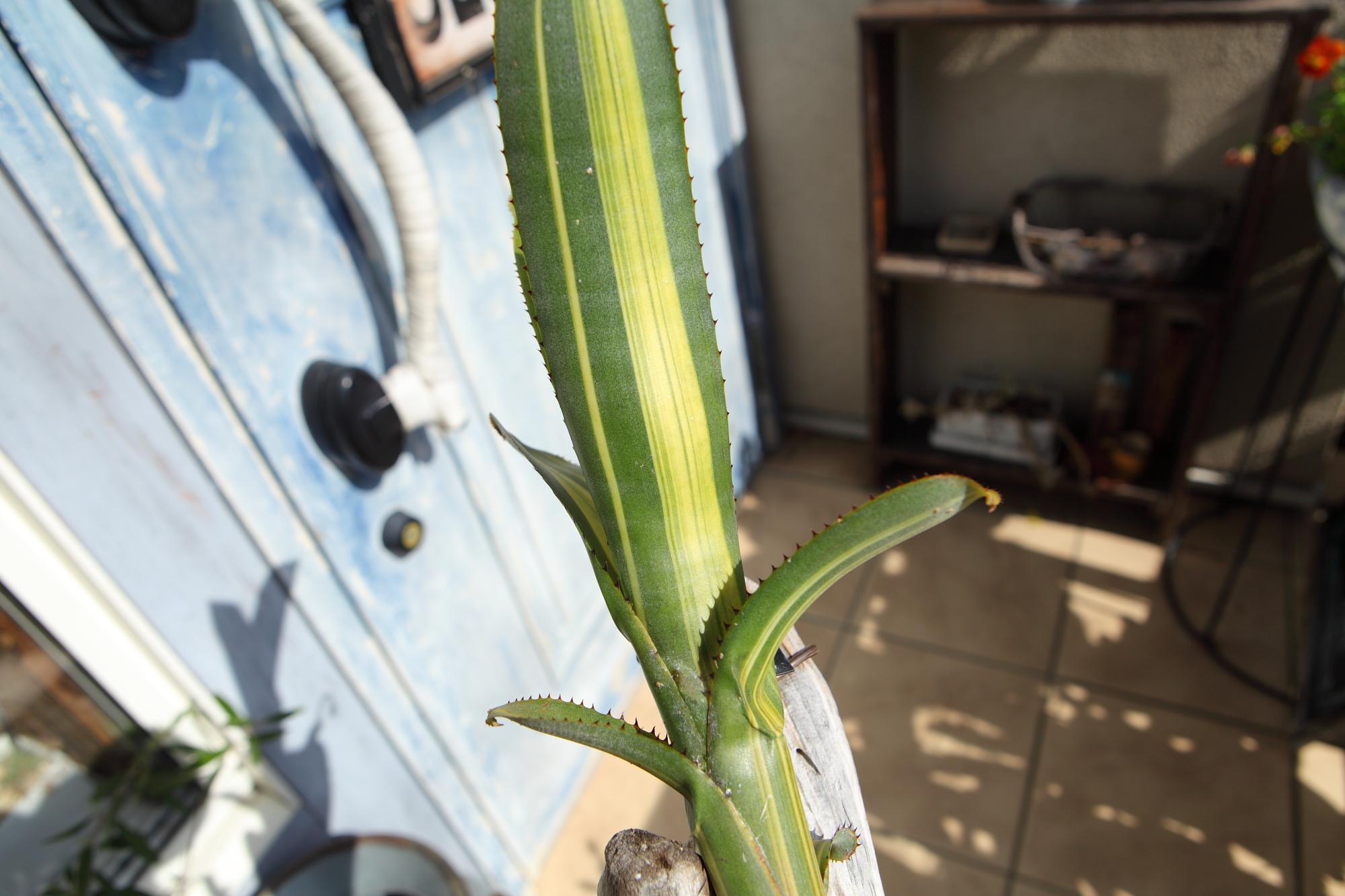 【Aechmea nudicaulis】アエクメア・ヌディカウリス　NO.G102 | 9枚目