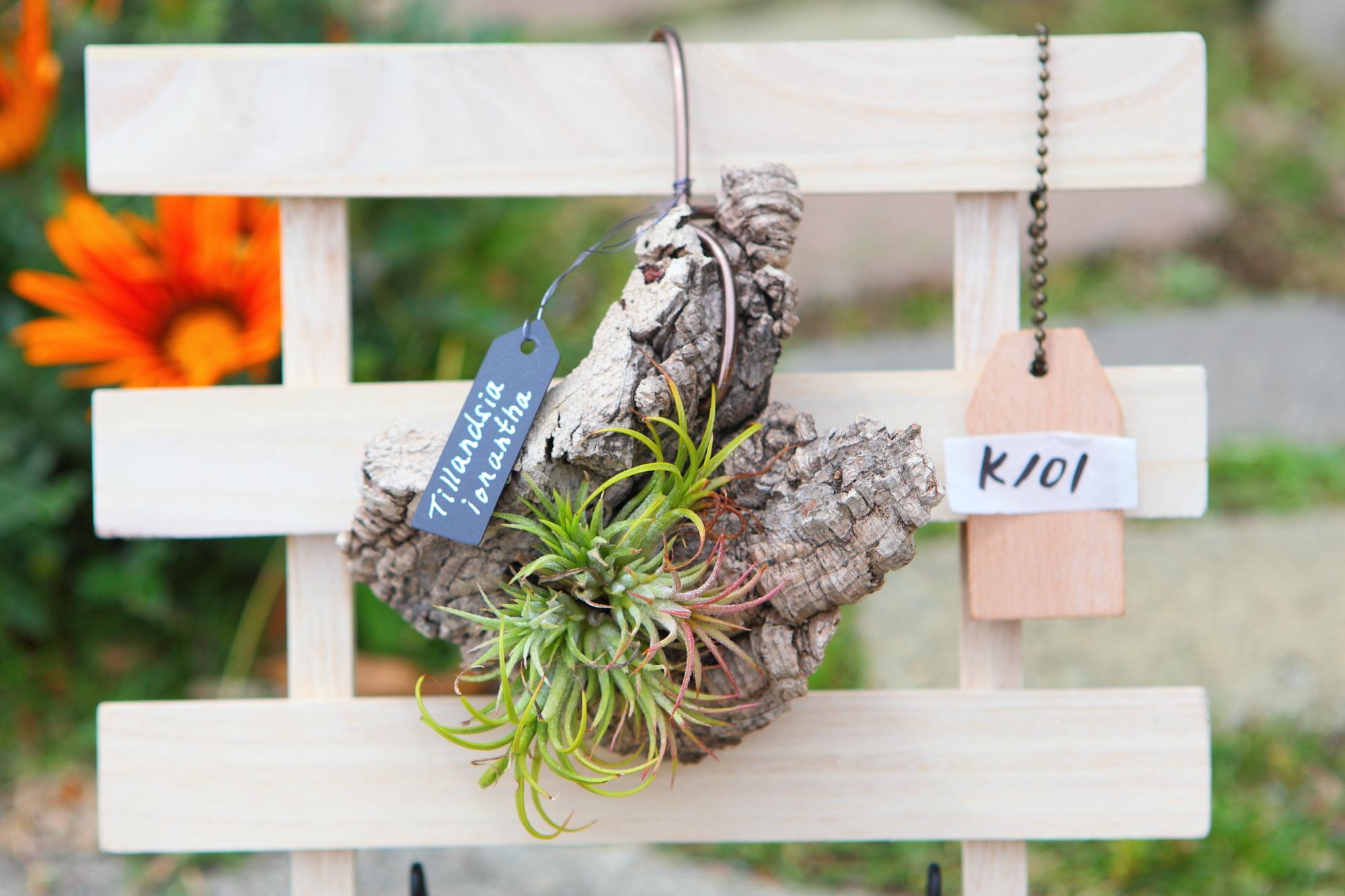 【Tillandsia ionantha】チランジア　イオナンタ　コルク付け　No.K101