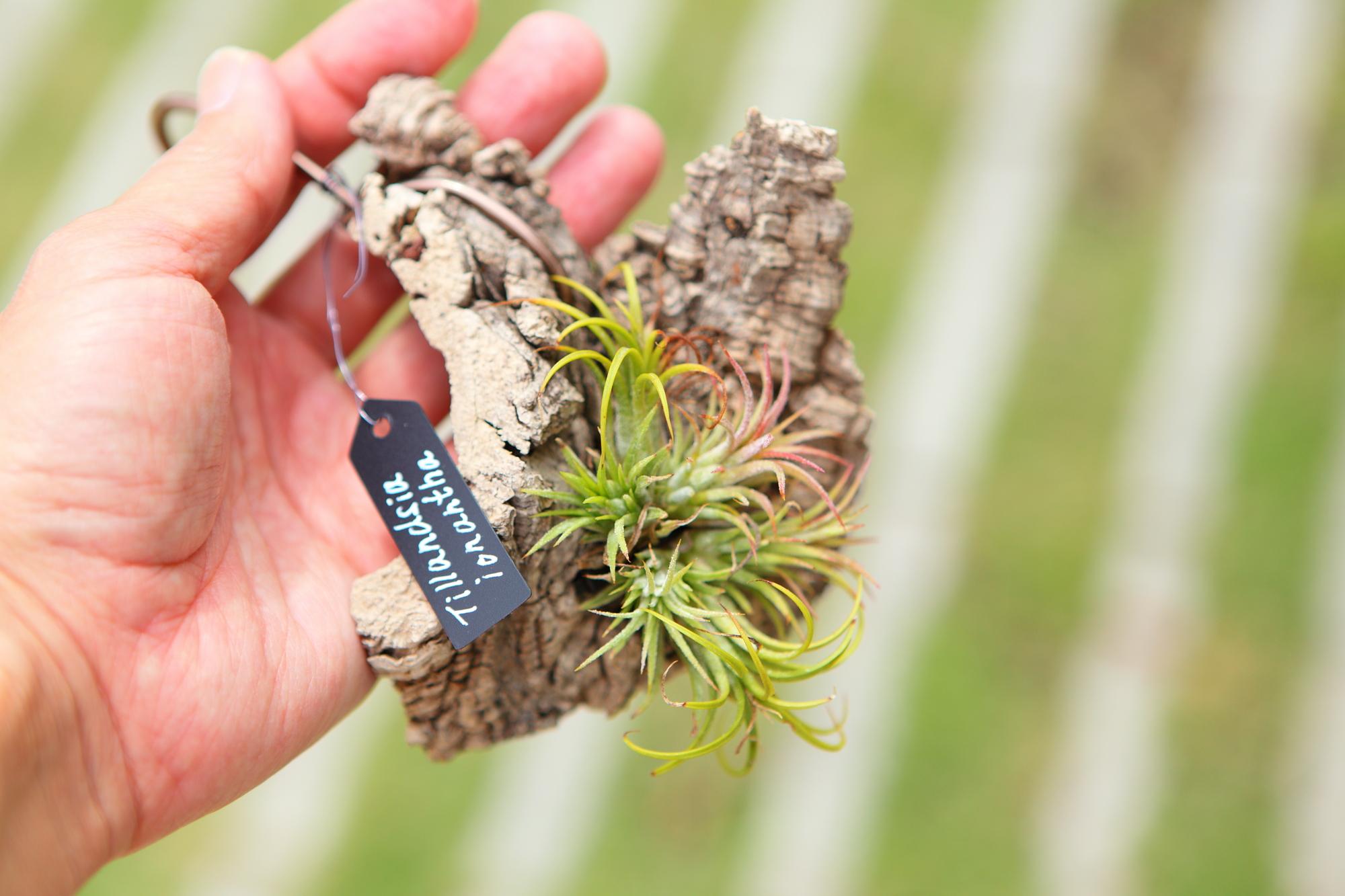 【Tillandsia ionantha】チランジア　イオナンタ　コルク付け　No.K101 | 2枚目