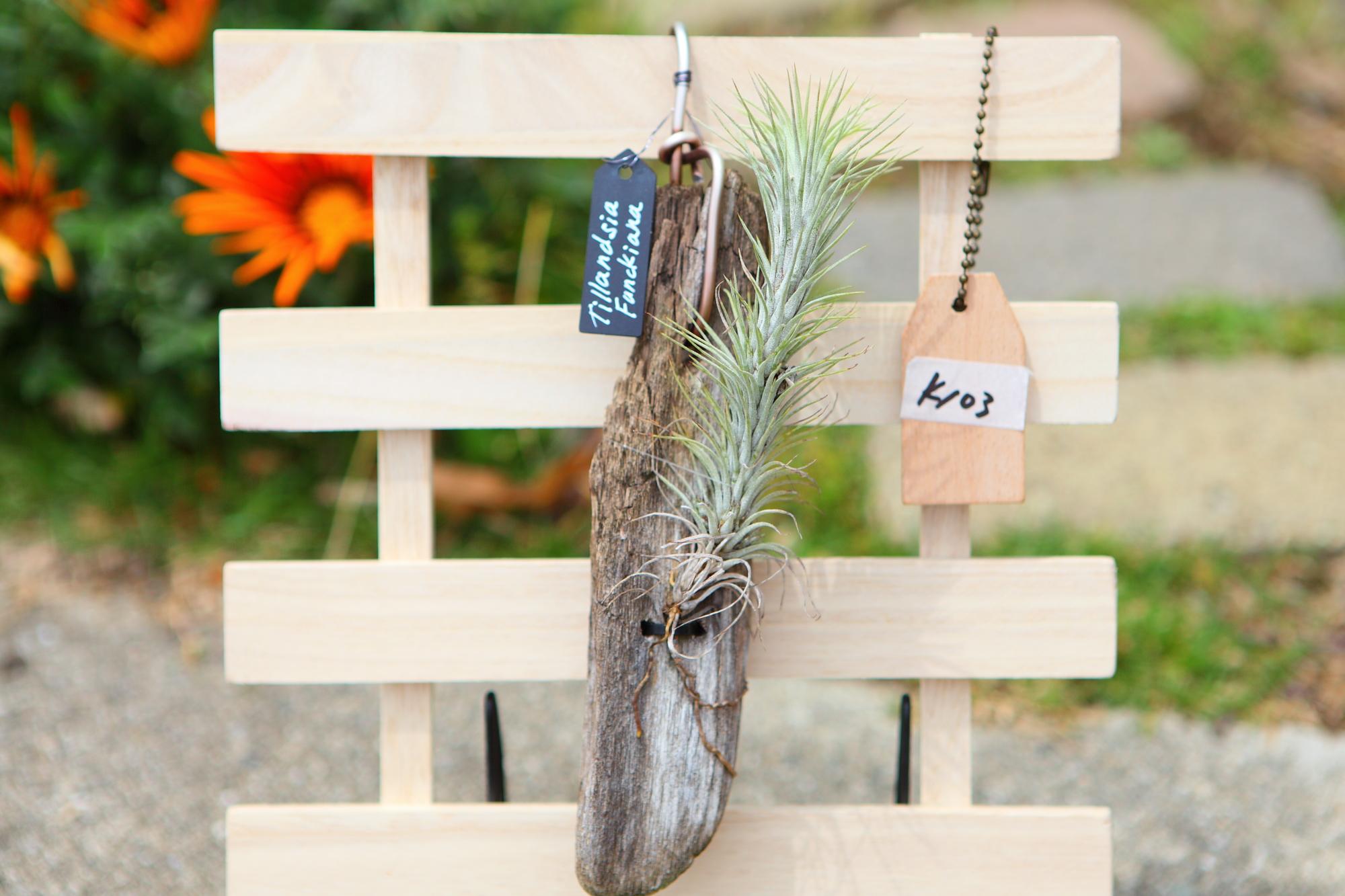 【Tillandsia funckiana】チランジア・フンキアナ　流木付け　No.K103