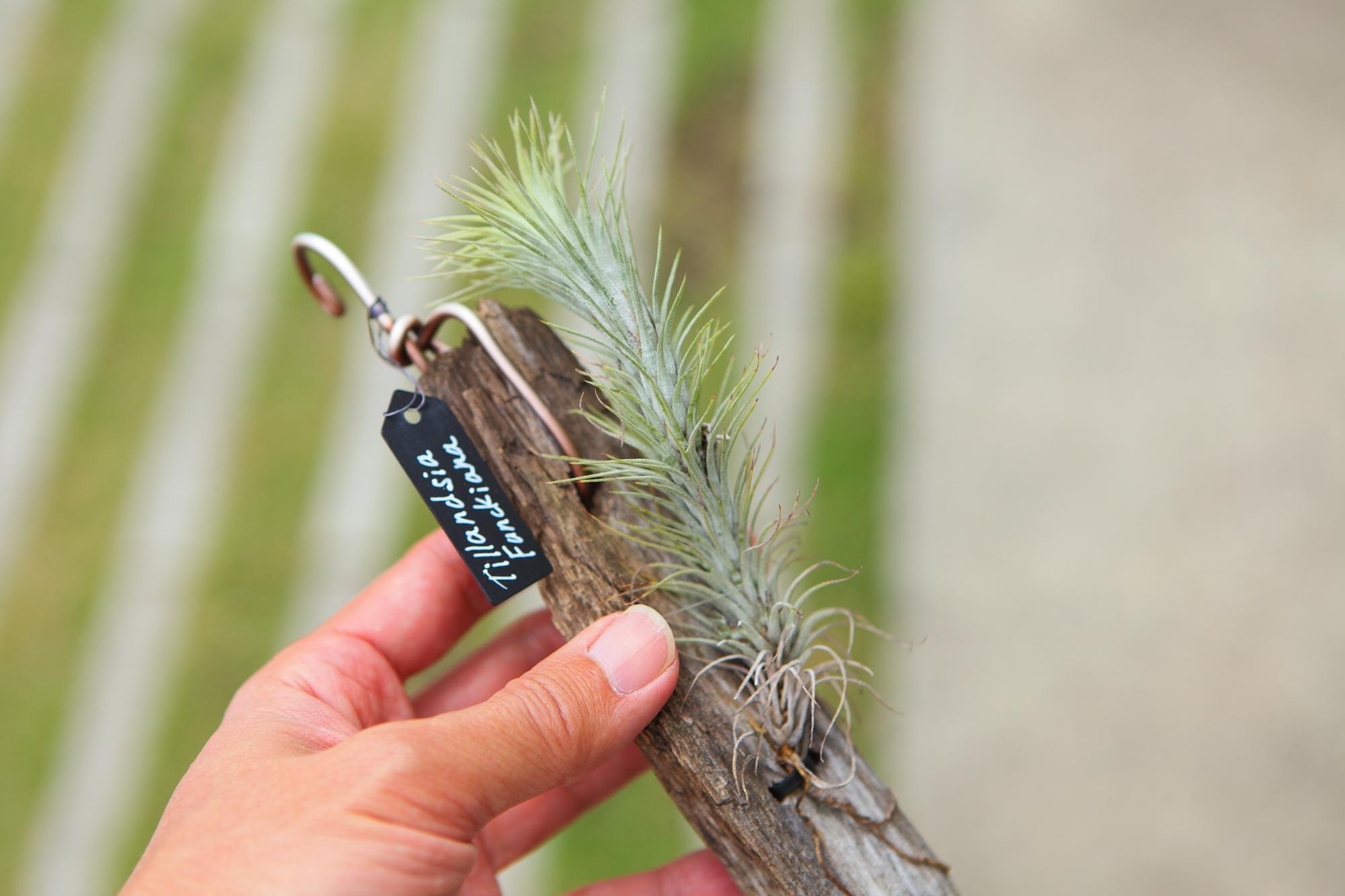 【Tillandsia funckiana】チランジア・フンキアナ　流木付け　No.K103 | 2枚目