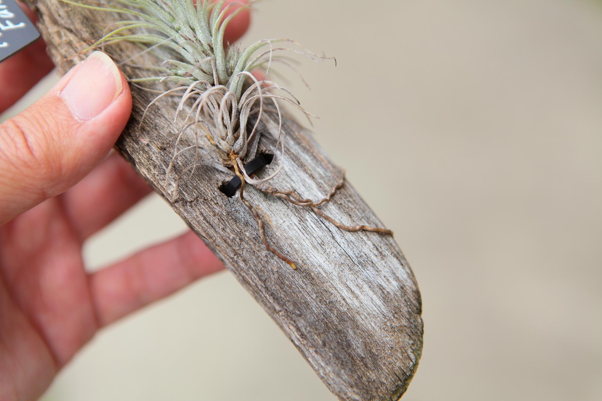 【Tillandsia funckiana】チランジア・フンキアナ　流木付け　No.K103 | 3枚目