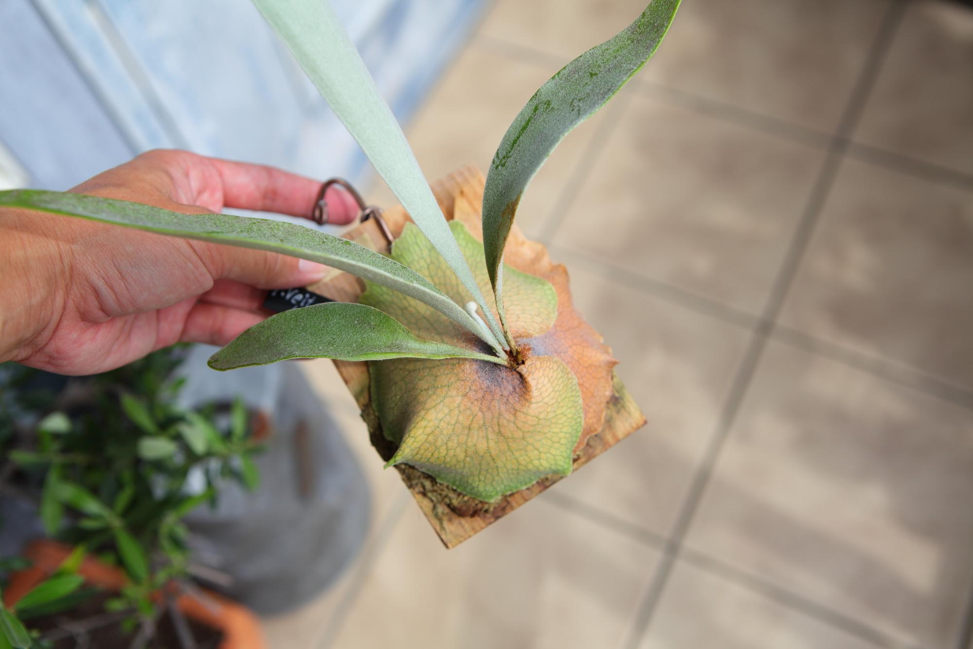 【P. veitchii cv Lemoinei】ビカクシダ ビーチー  ベイチー レモイネイ 　No.A102