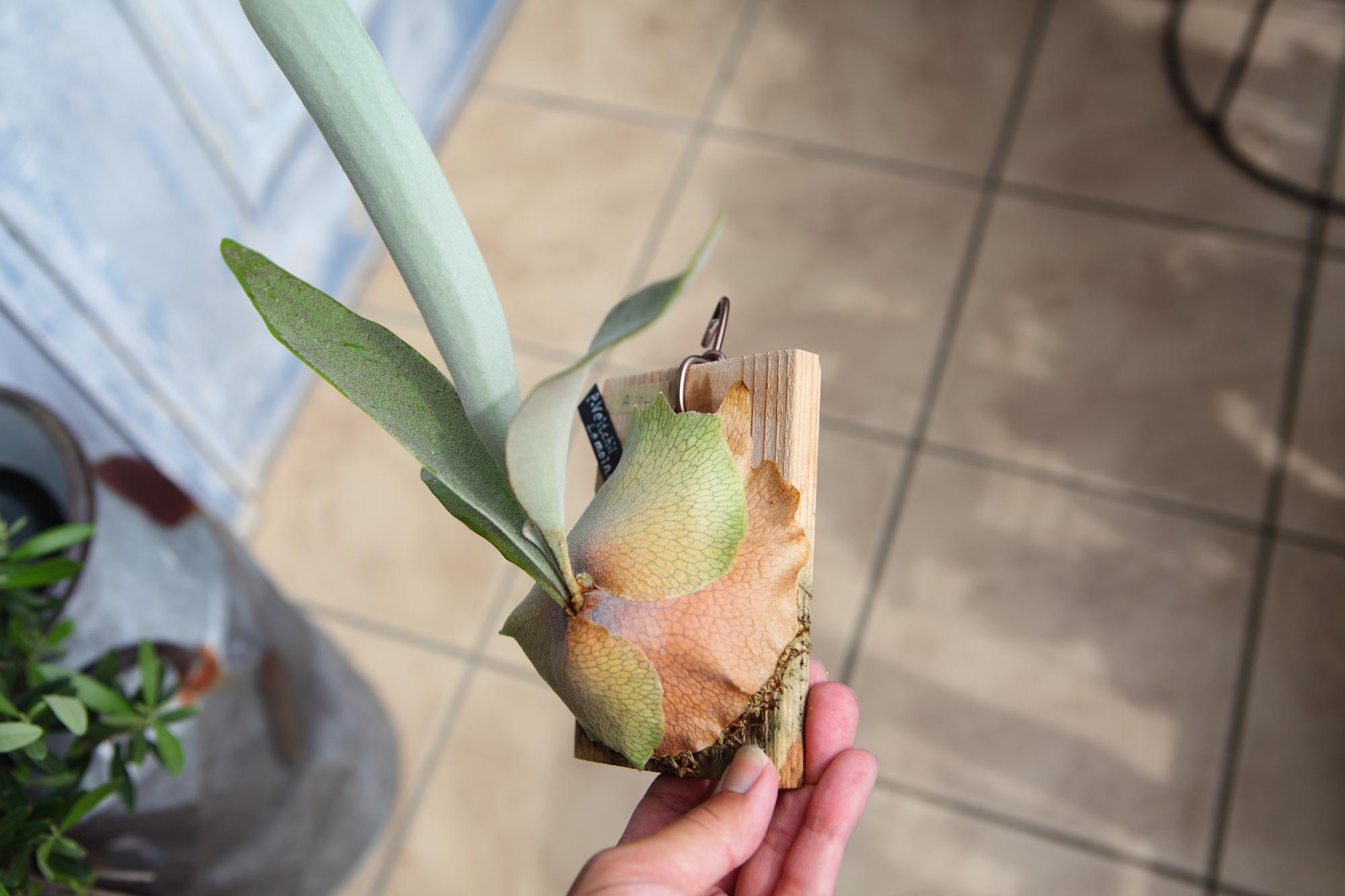 【P. veitchii cv Lemoinei】ビカクシダ ビーチー  ベイチー レモイネイ 　No.A102 | 2枚目