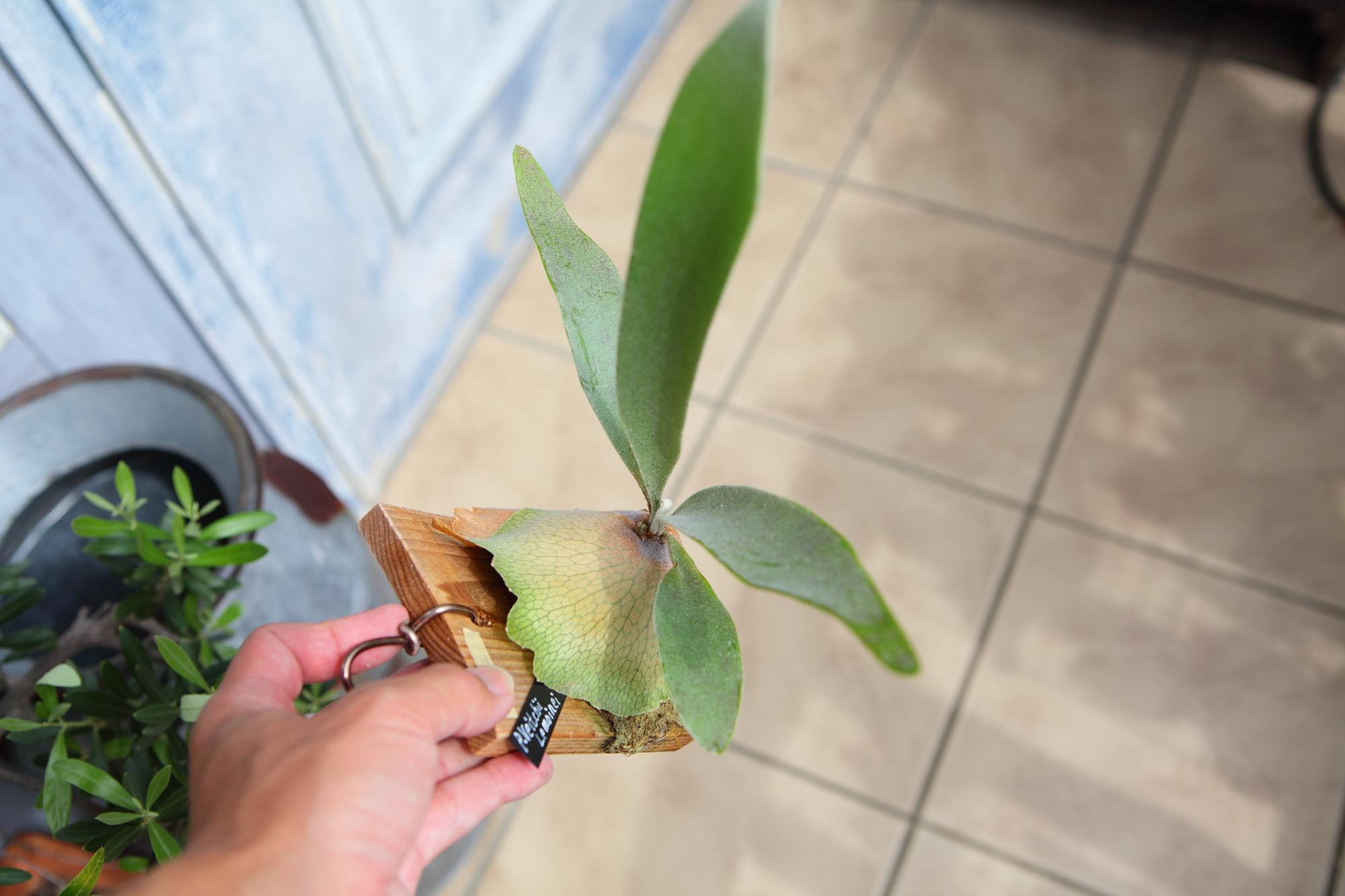 【P. veitchii cv Lemoinei】ビカクシダ ビーチー  ベイチー レモイネイ 　No.A102 | 3枚目