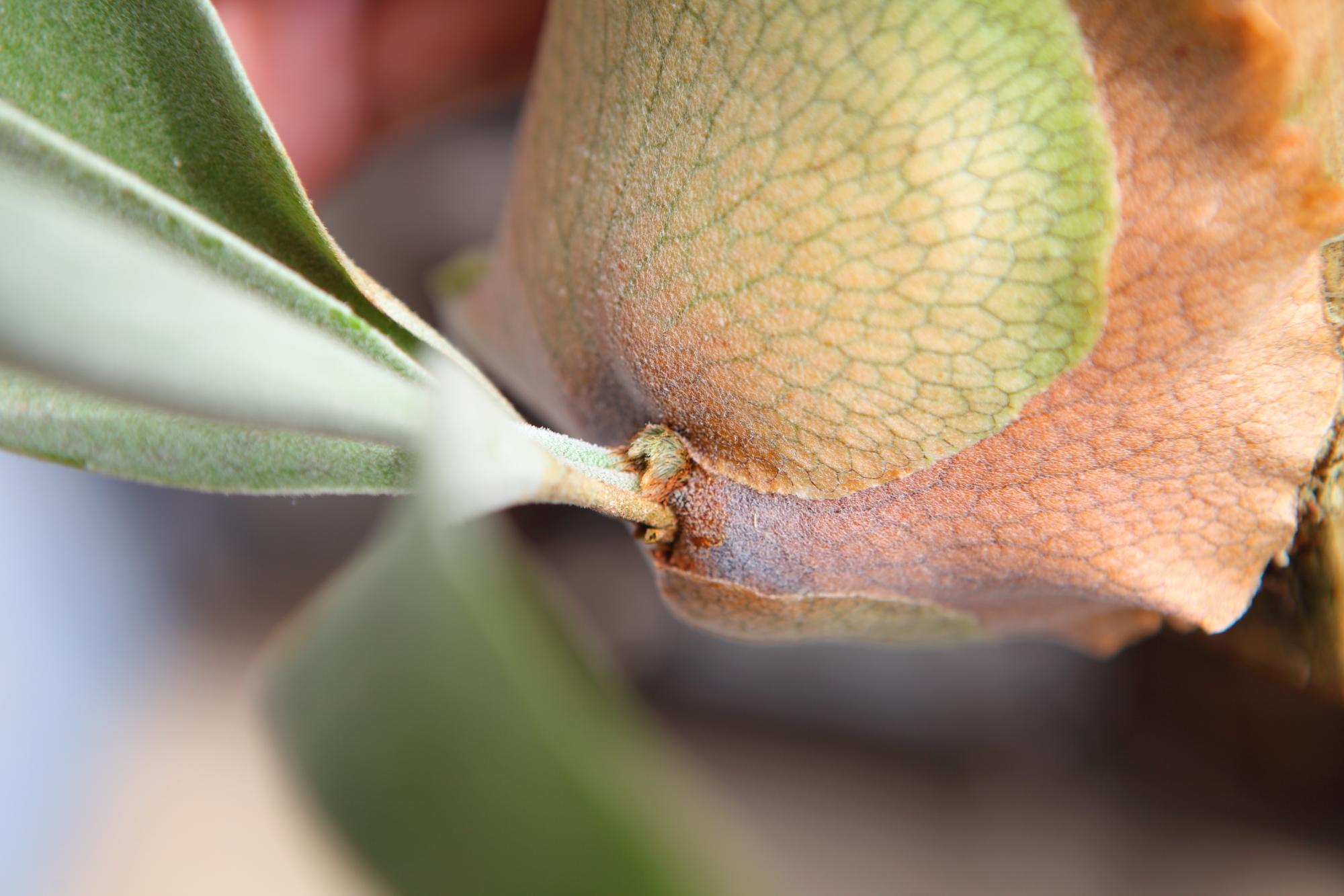 【P. veitchii cv Lemoinei】ビカクシダ ビーチー  ベイチー レモイネイ 　No.A102 | 4枚目