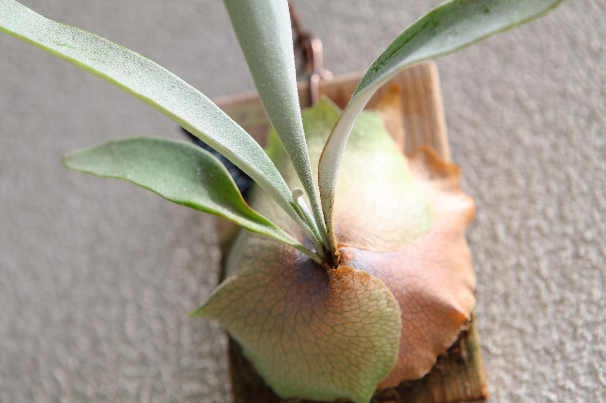 【P. veitchii cv Lemoinei】ビカクシダ ビーチー  ベイチー レモイネイ 　No.A102 | 5枚目