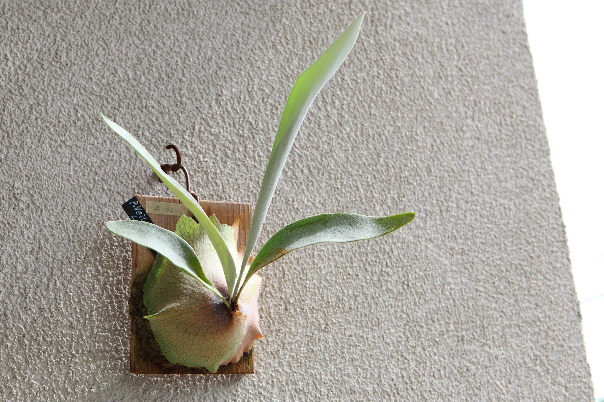 【P. veitchii cv Lemoinei】ビカクシダ ビーチー  ベイチー レモイネイ 　No.A102 | 6枚目