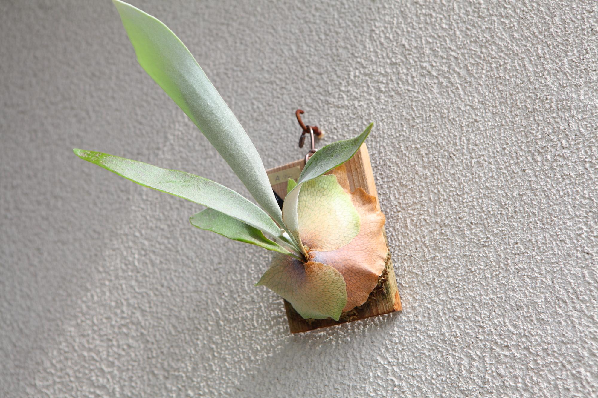 【P. veitchii cv Lemoinei】ビカクシダ ビーチー  ベイチー レモイネイ 　No.A102 | 7枚目