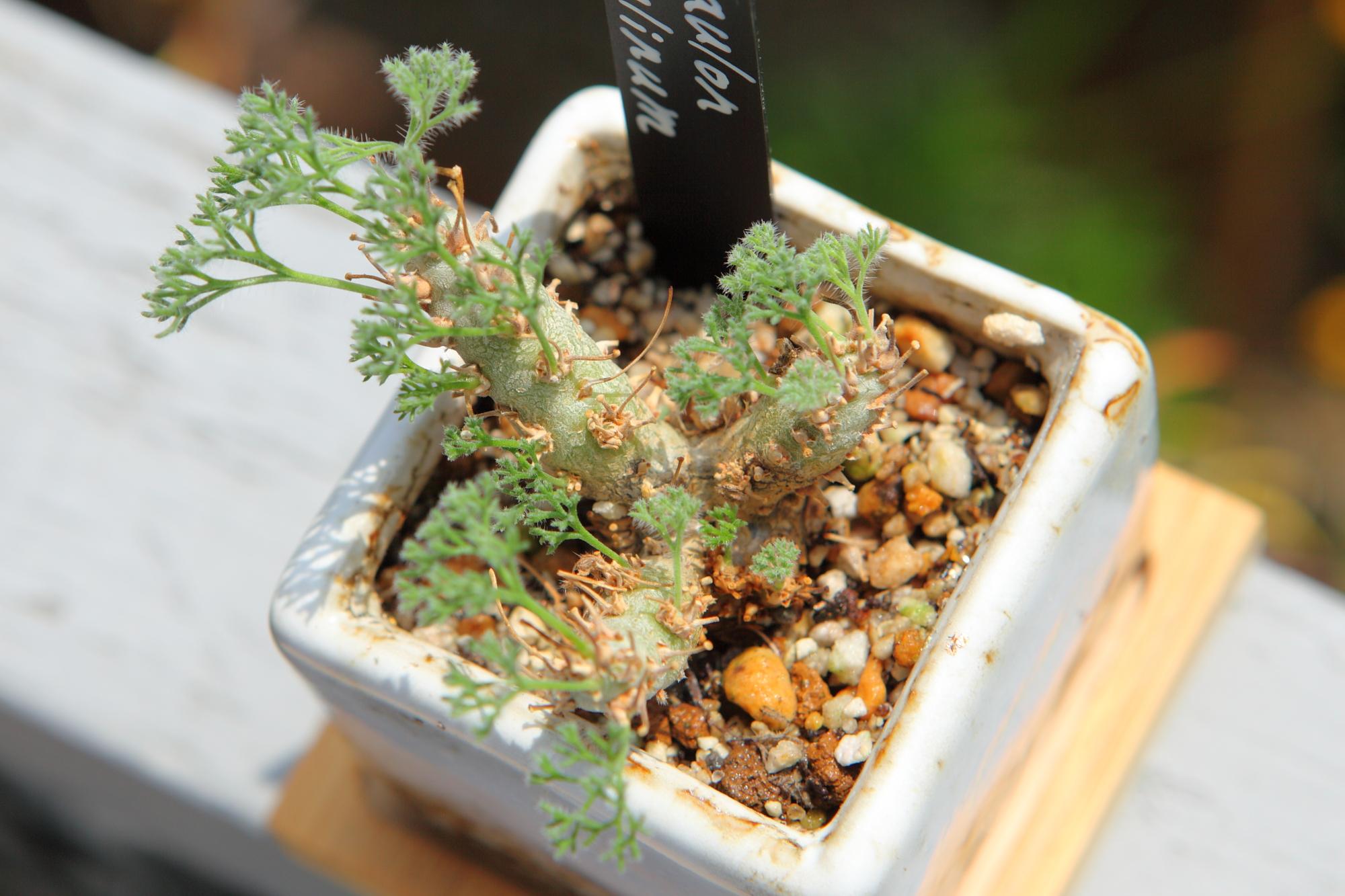 【Sarcocaulon peniculinum】　 サルコカウロン ペニクリナム No.J1041枚目の画像