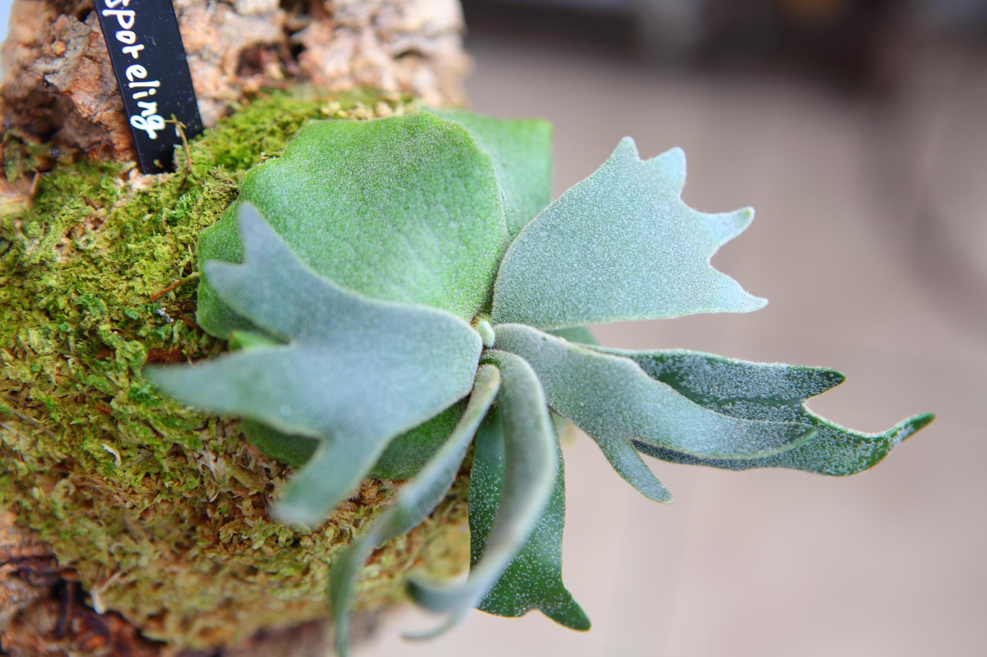 【P.Willinckii Bacteria sporeling】ウィリンキー　バクテリア No.F102