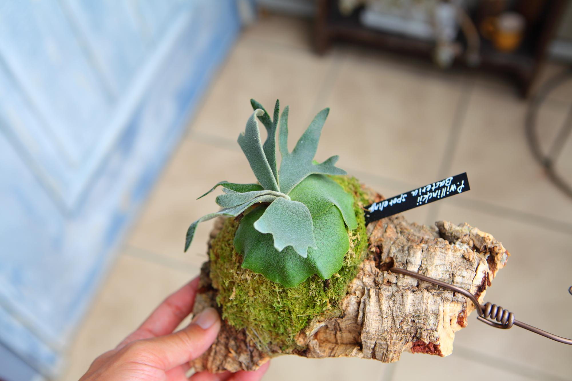 【P.Willinckii Bacteria sporeling】ウィリンキー　バクテリア No.F102 | 2枚目