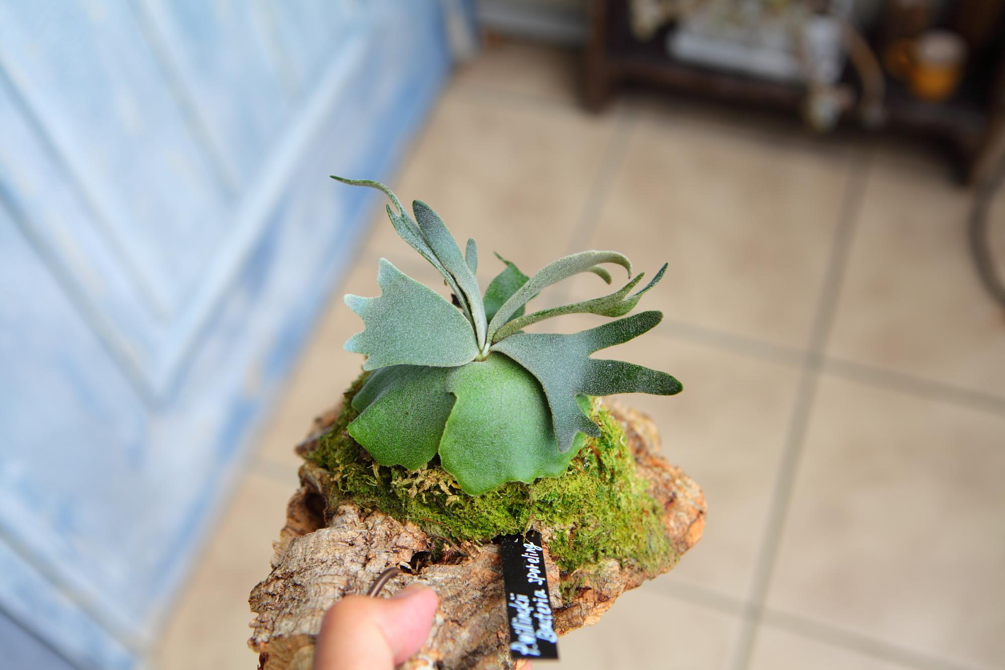 【P.Willinckii Bacteria sporeling】ウィリンキー　バクテリア No.F102 | 3枚目