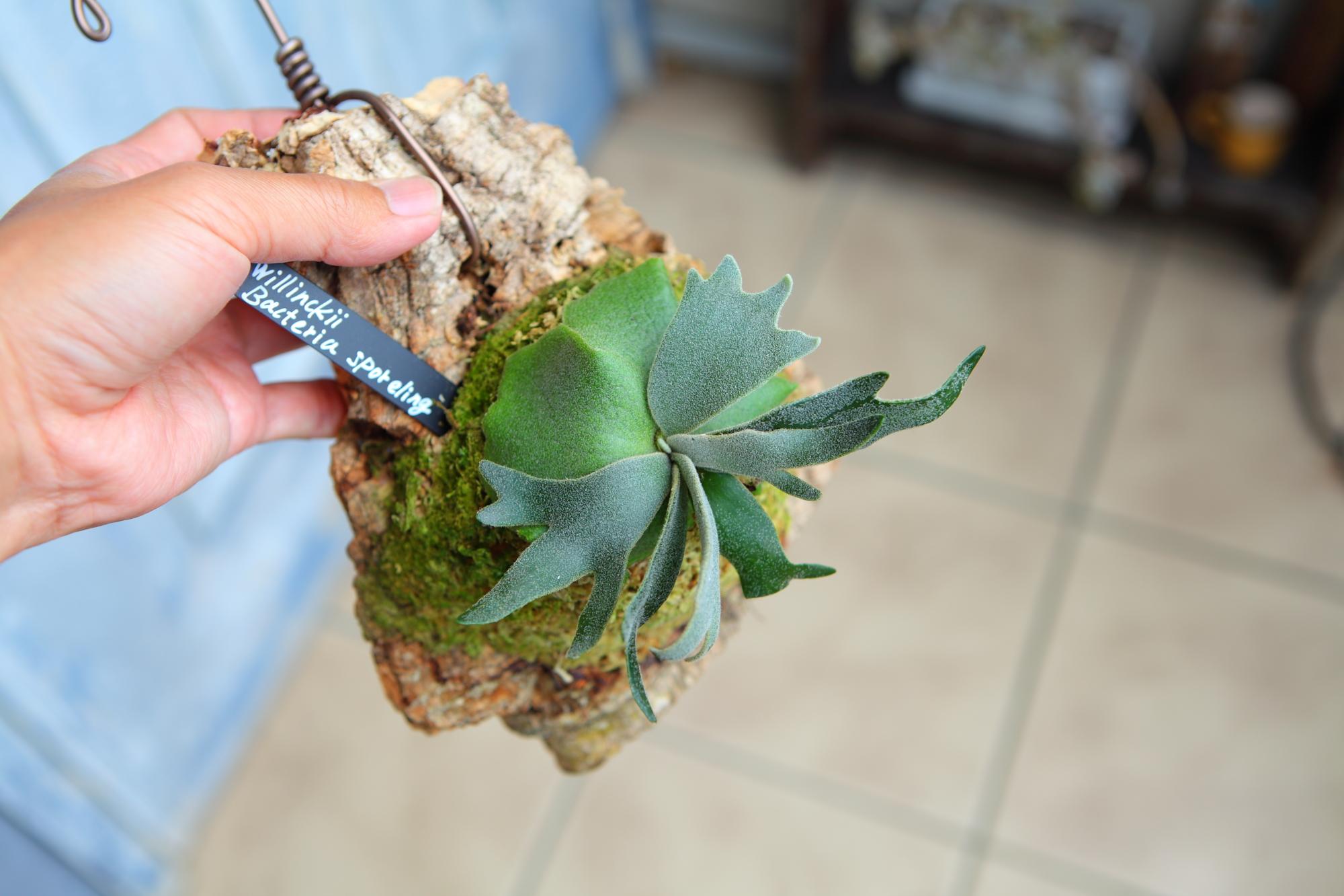 【P.Willinckii Bacteria sporeling】ウィリンキー　バクテリア No.F102 | 4枚目