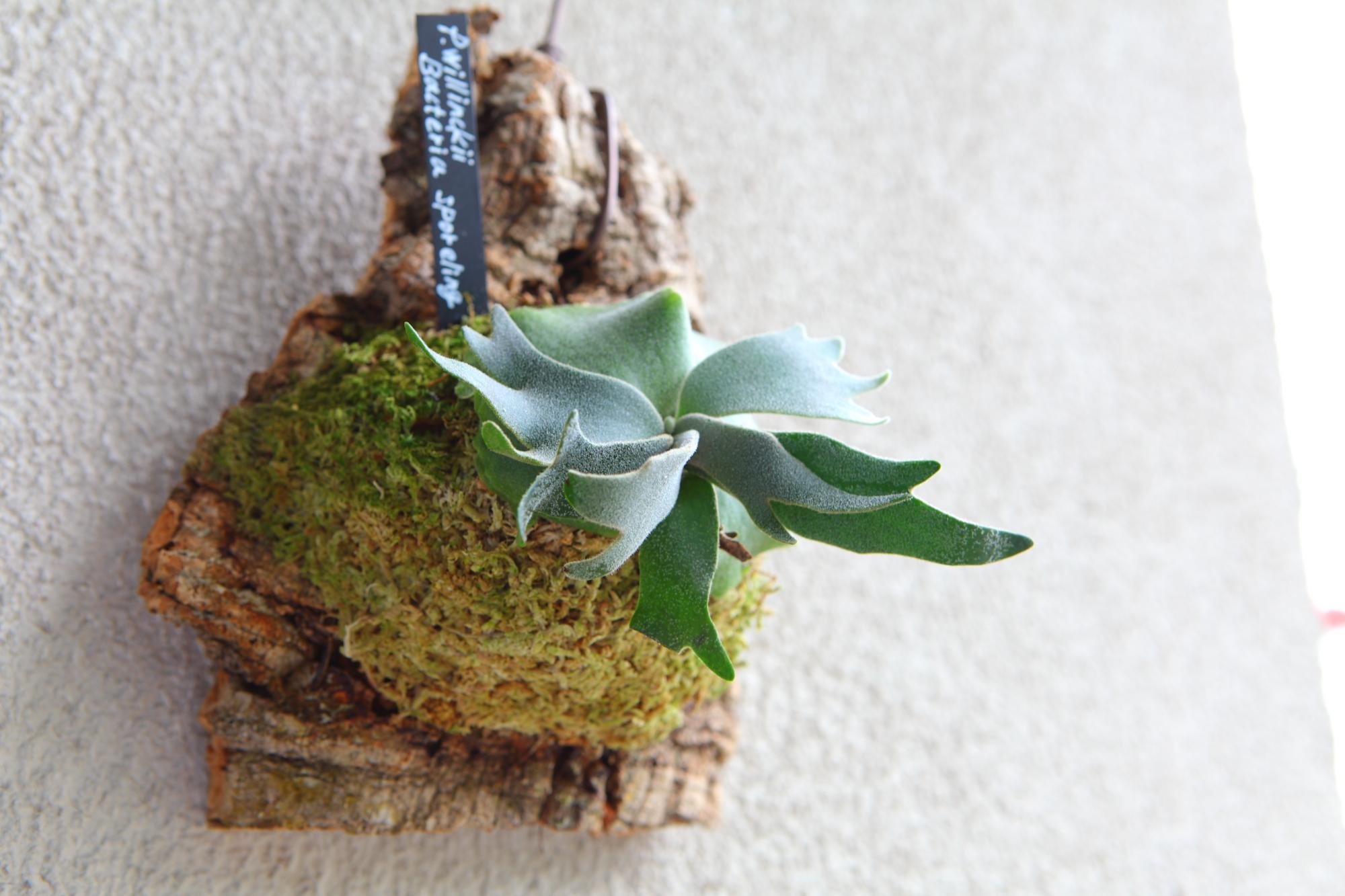 【P.Willinckii Bacteria sporeling】ウィリンキー　バクテリア No.F102 | 5枚目