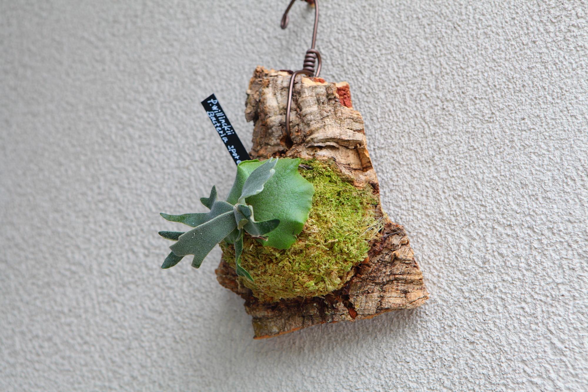 【P.Willinckii Bacteria sporeling】ウィリンキー　バクテリア No.F102 | 6枚目