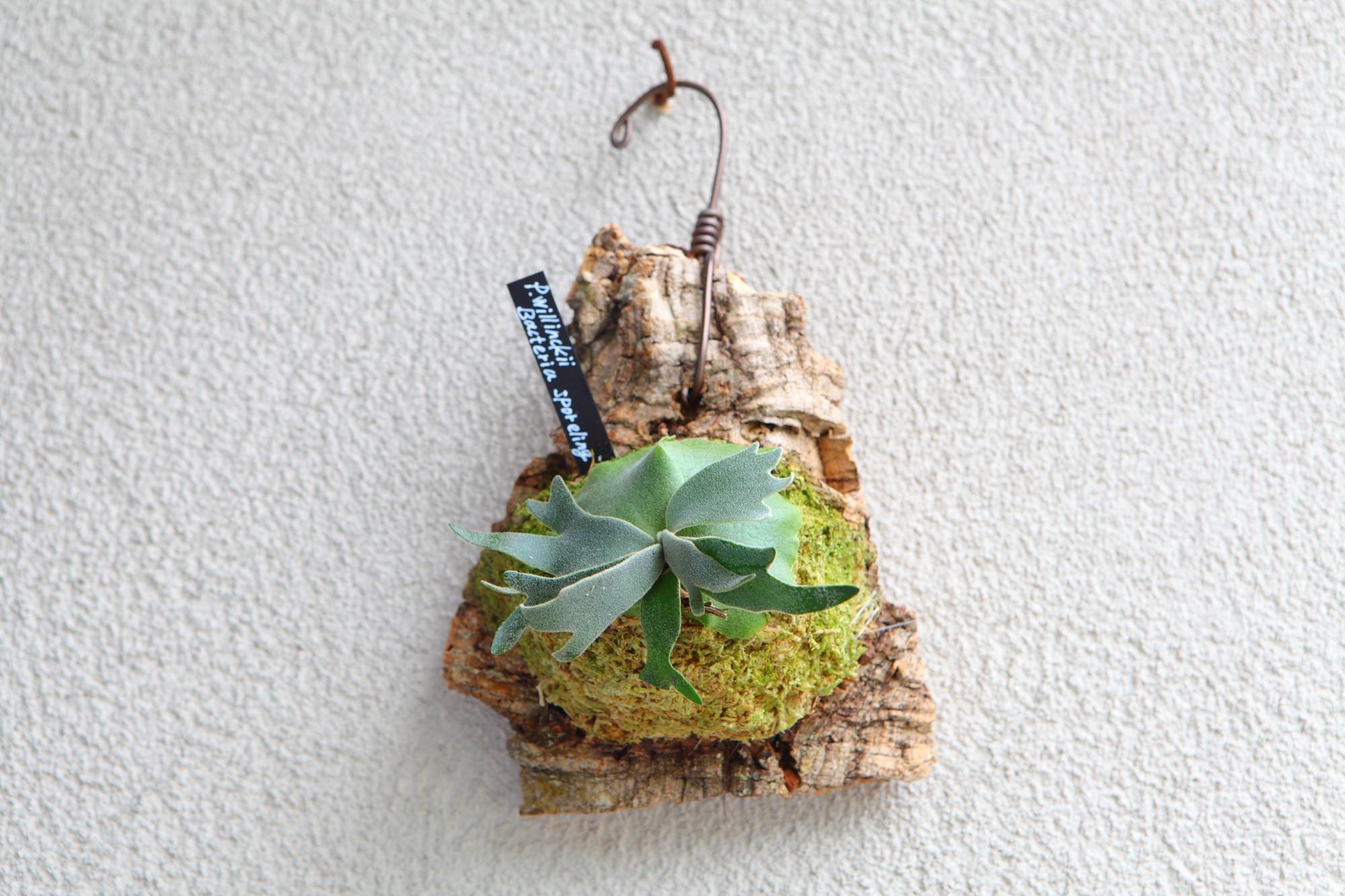 【P.Willinckii Bacteria sporeling】ウィリンキー　バクテリア No.F102 | 7枚目