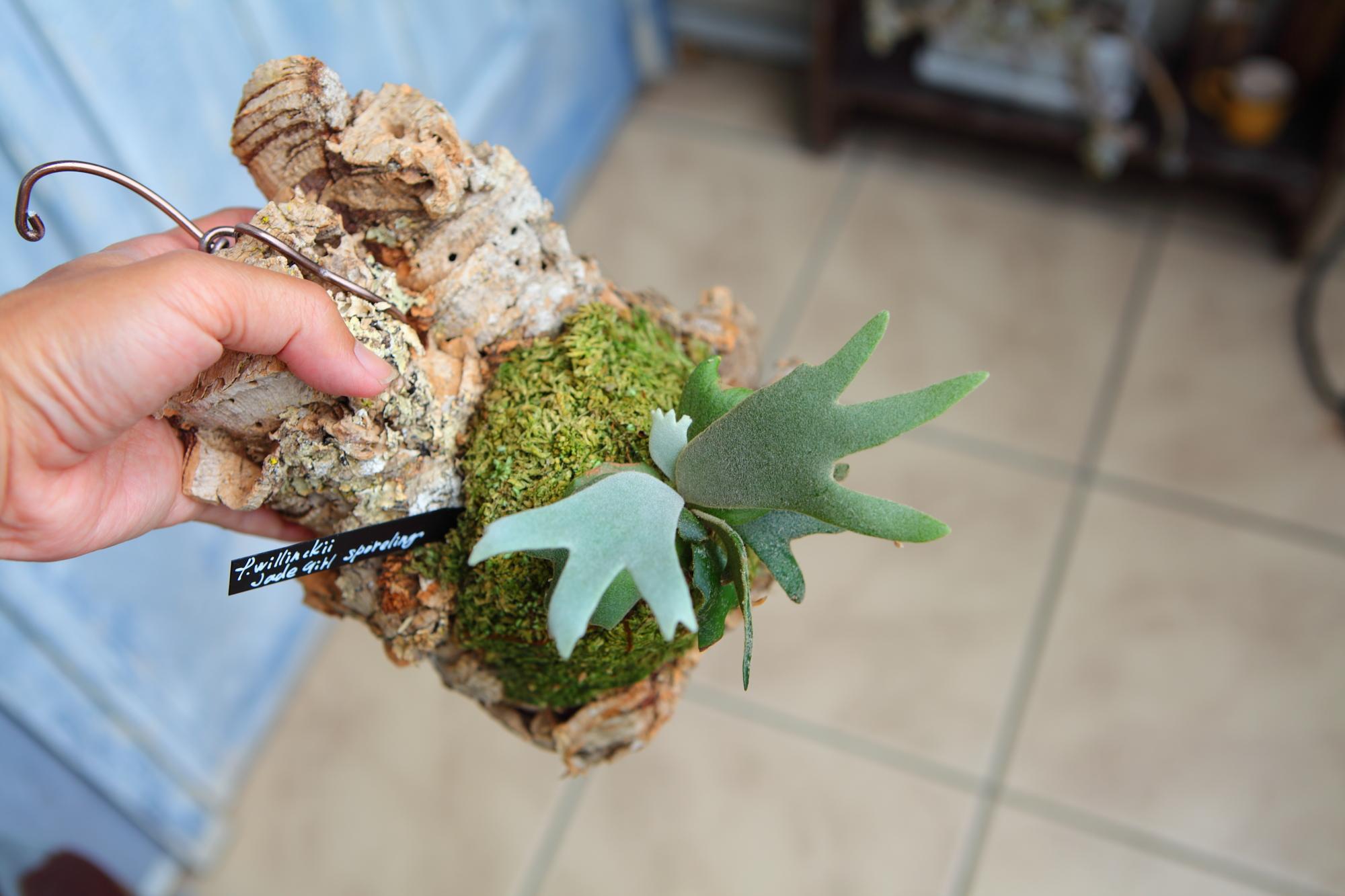 【P. willinckii Jade Girl sporeling】ウィリンキー・ジェイドガール No.F101